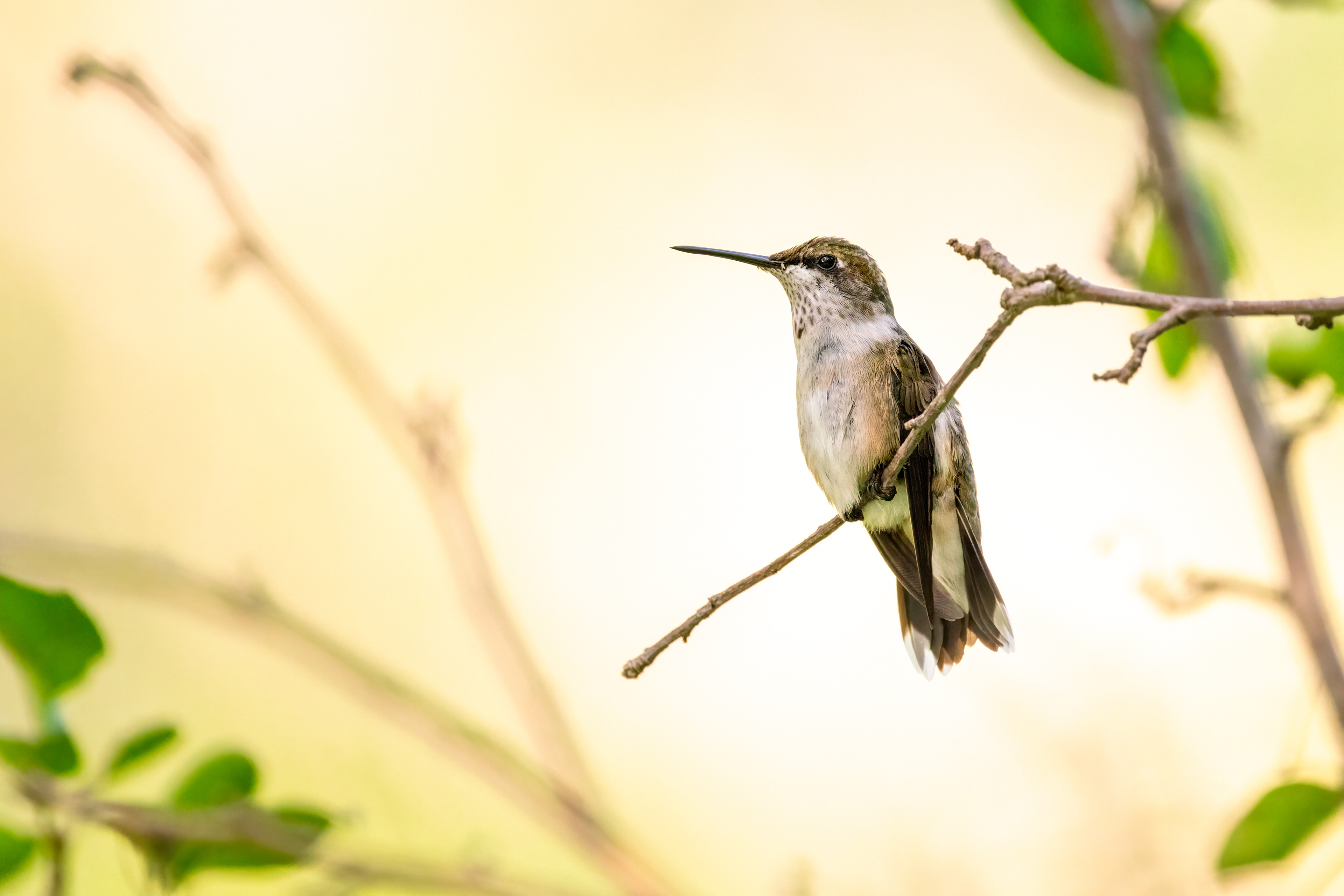 Ruby-throated Hummingbird