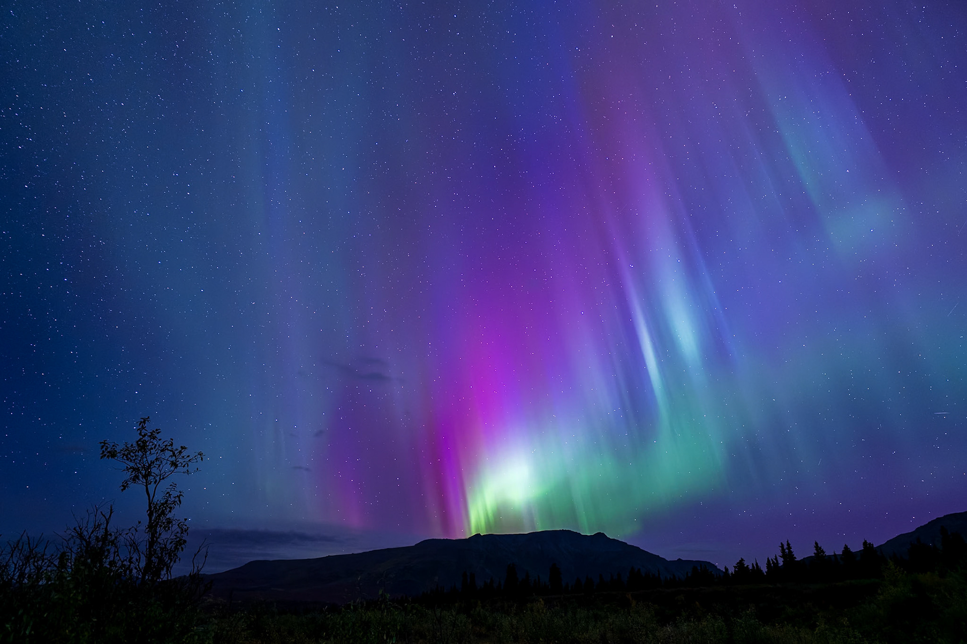 A stunning display of the aurora borealis lights up the night sky over Denali National Park.