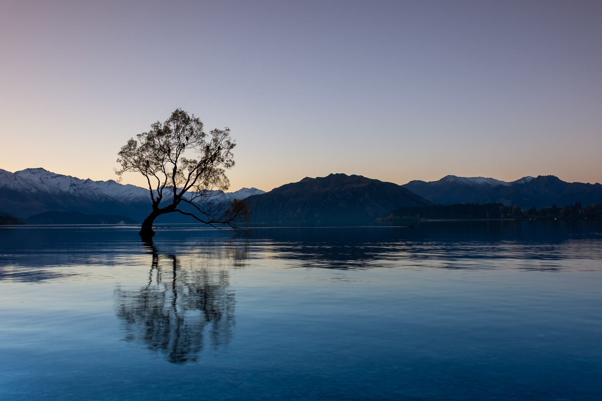 Wanaka tree, South Island, New Zealand.