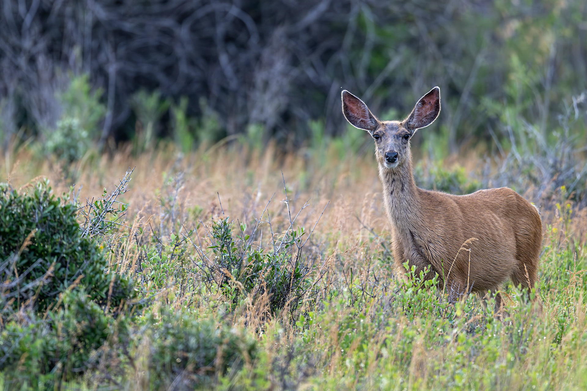 White-tailed deer in Dinosaur Provincial Park, Alberta.