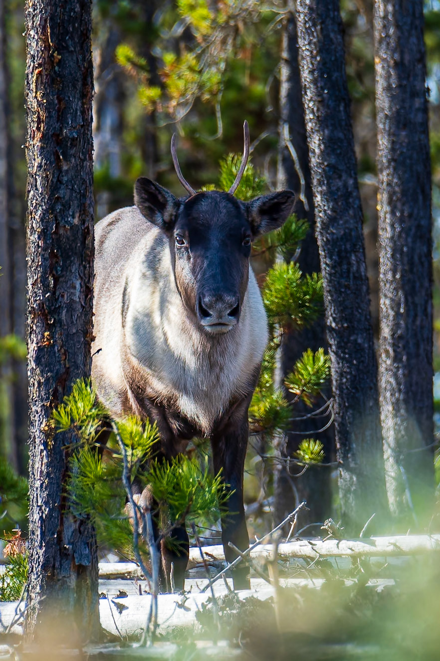 Woodland caribou moving silently through a pine forest in northeastern British Columbia.