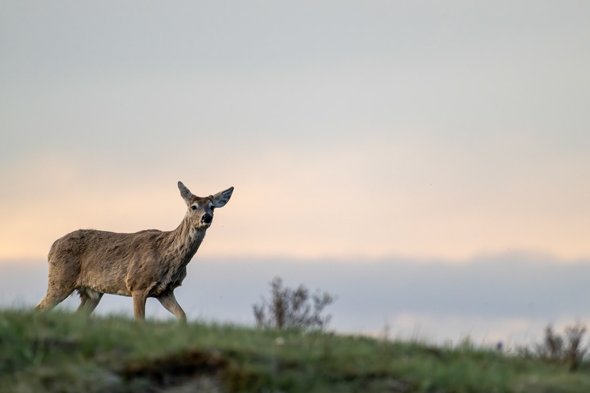 White-tailed deer in Waterton Lakes National Park, Alberta.