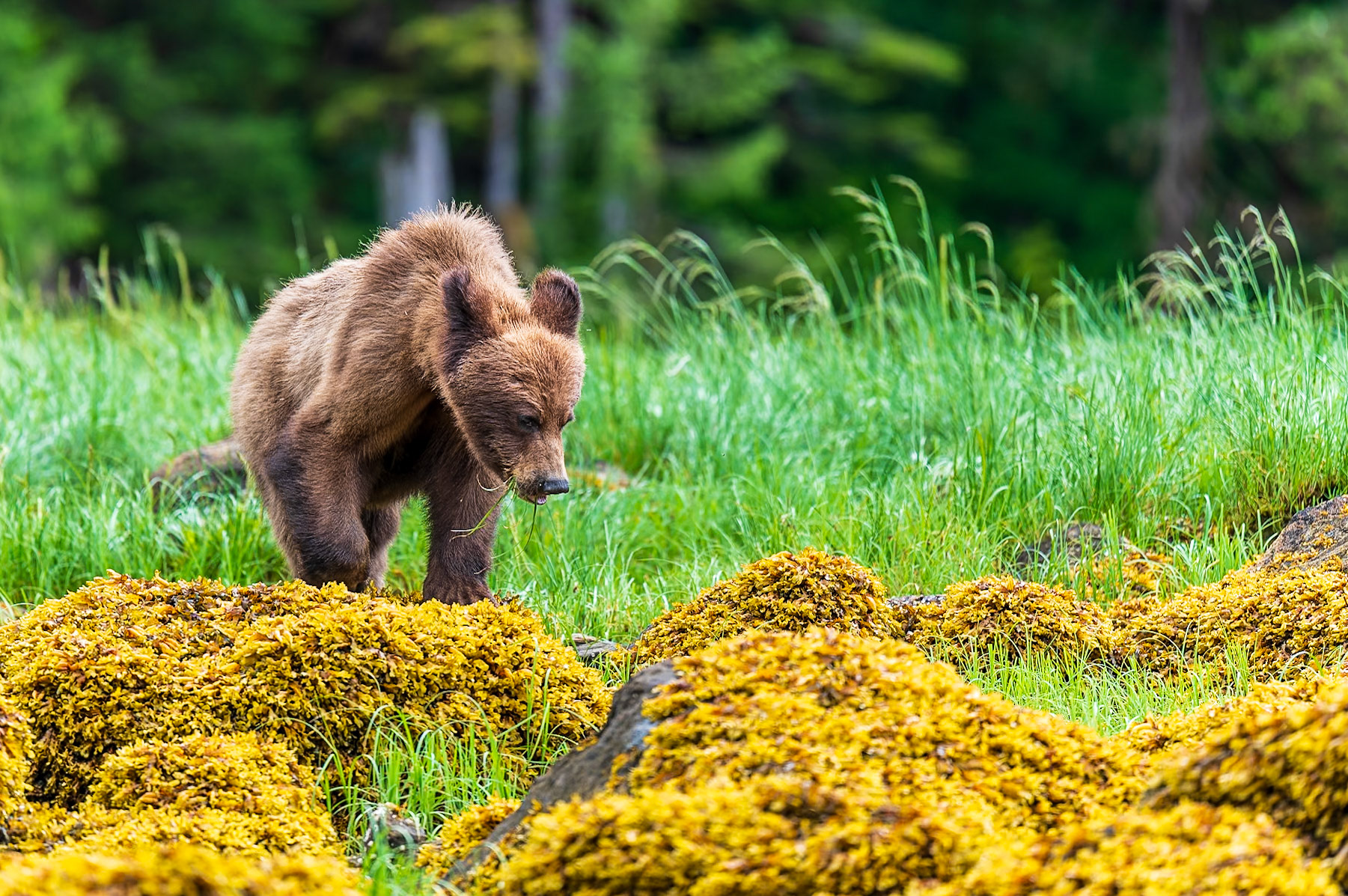 Young grizzly eating sedge and exploring the shore of the Khutzeymateen Inlet.