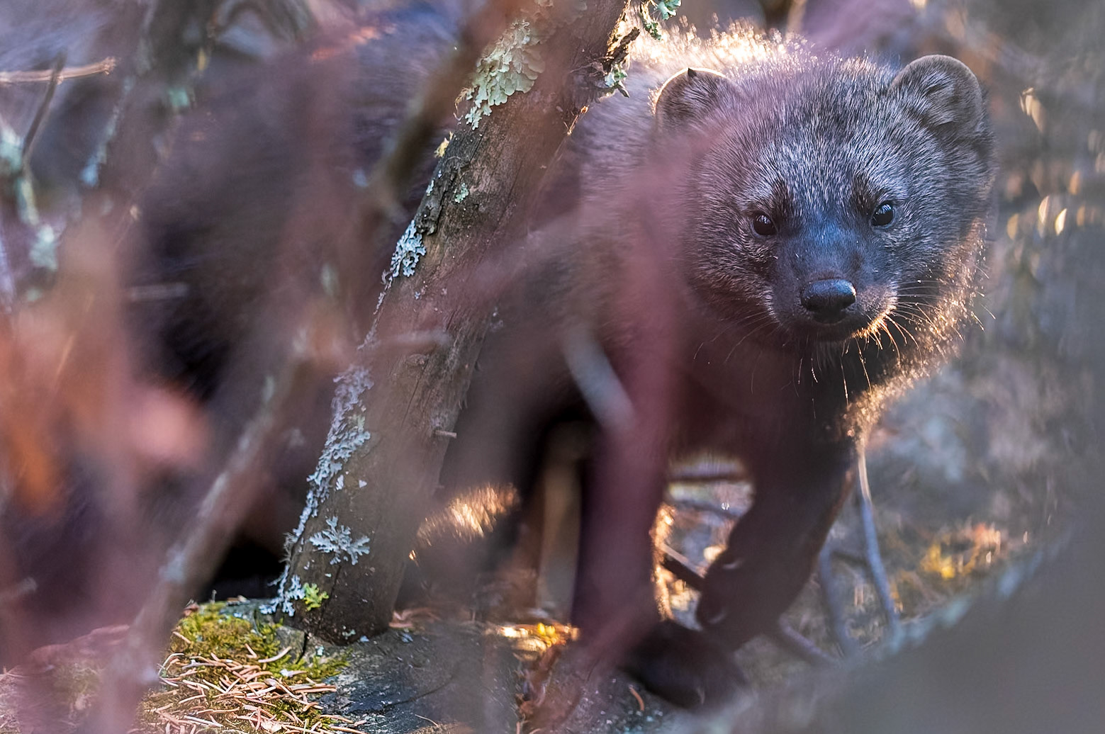 A fisher silently moves through the undergrowth of a spruce forest.