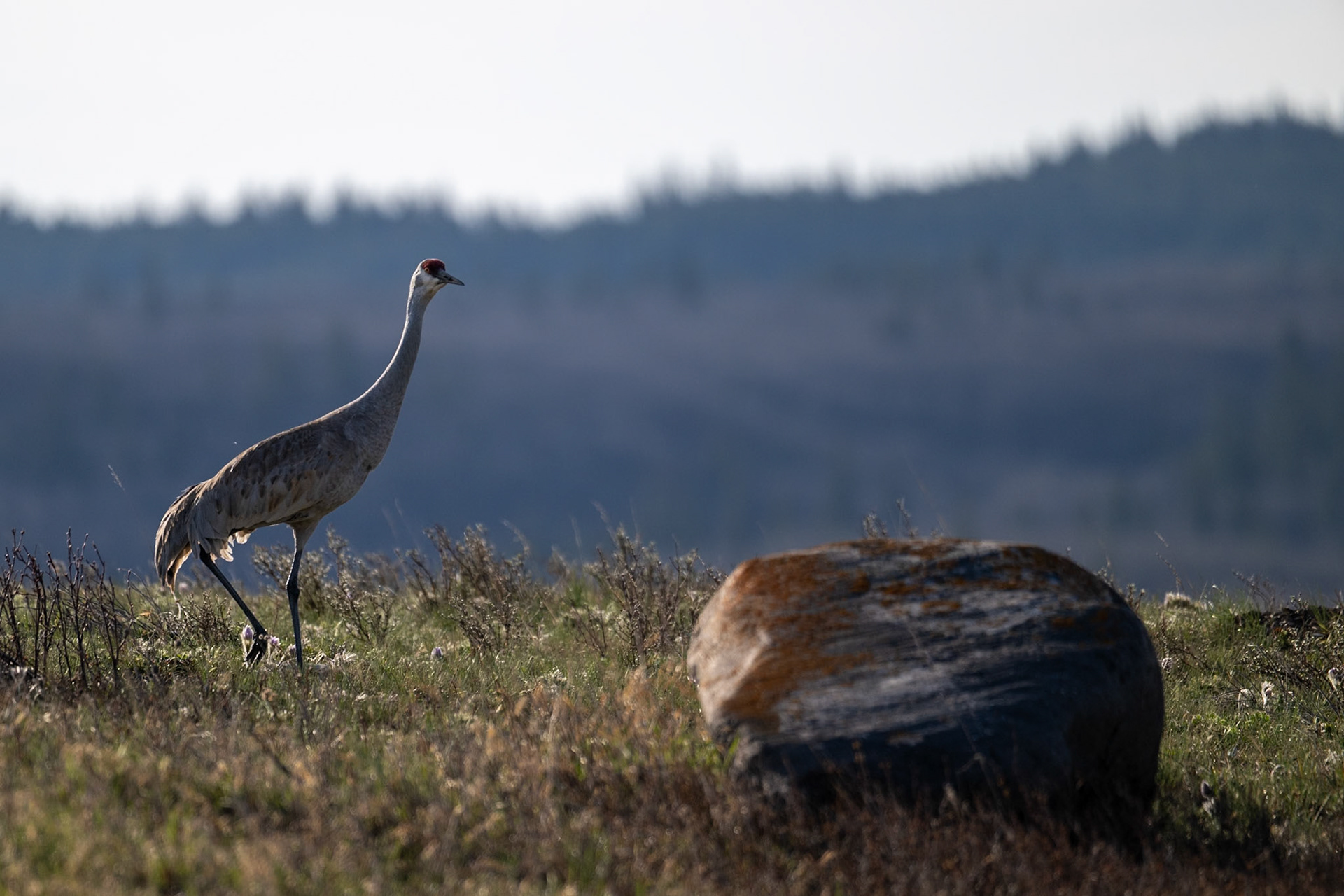 Sandhill crane, Waterton Lakes National Park, Alberta.