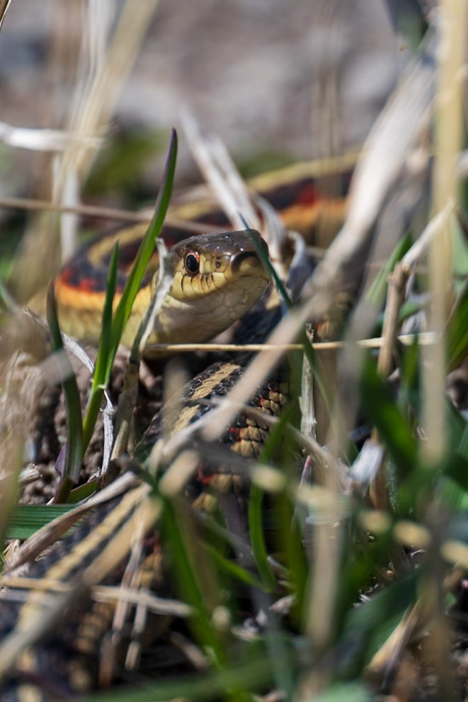 A red-sided garter snake rests off a trail in Waterton Lakes National Park, Alberta.