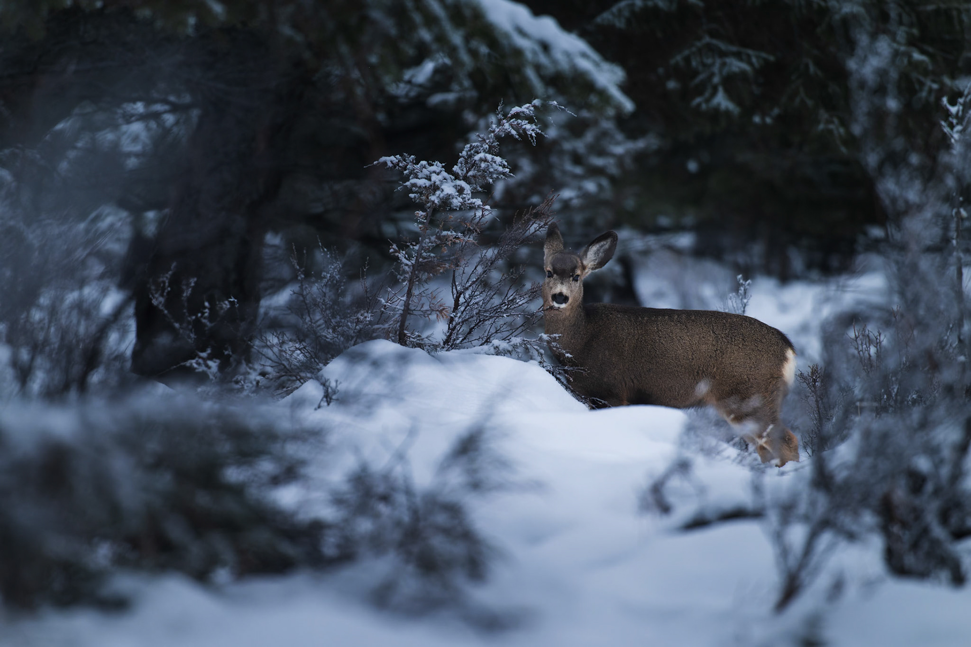 Mule deer walks along a dense forest edge.