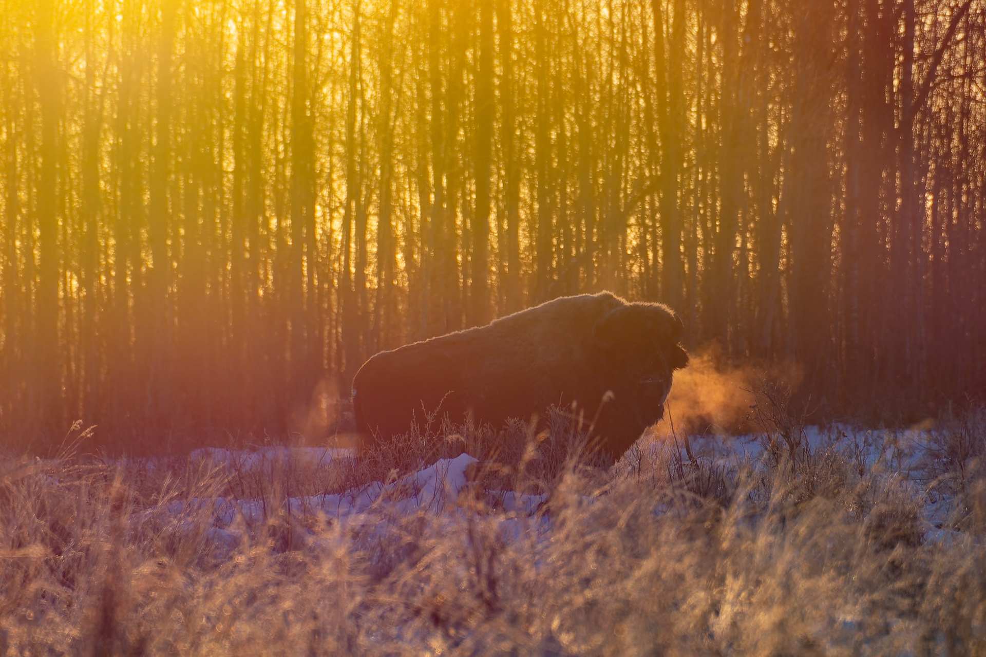 Wood bison on a cold morning at sunrise.