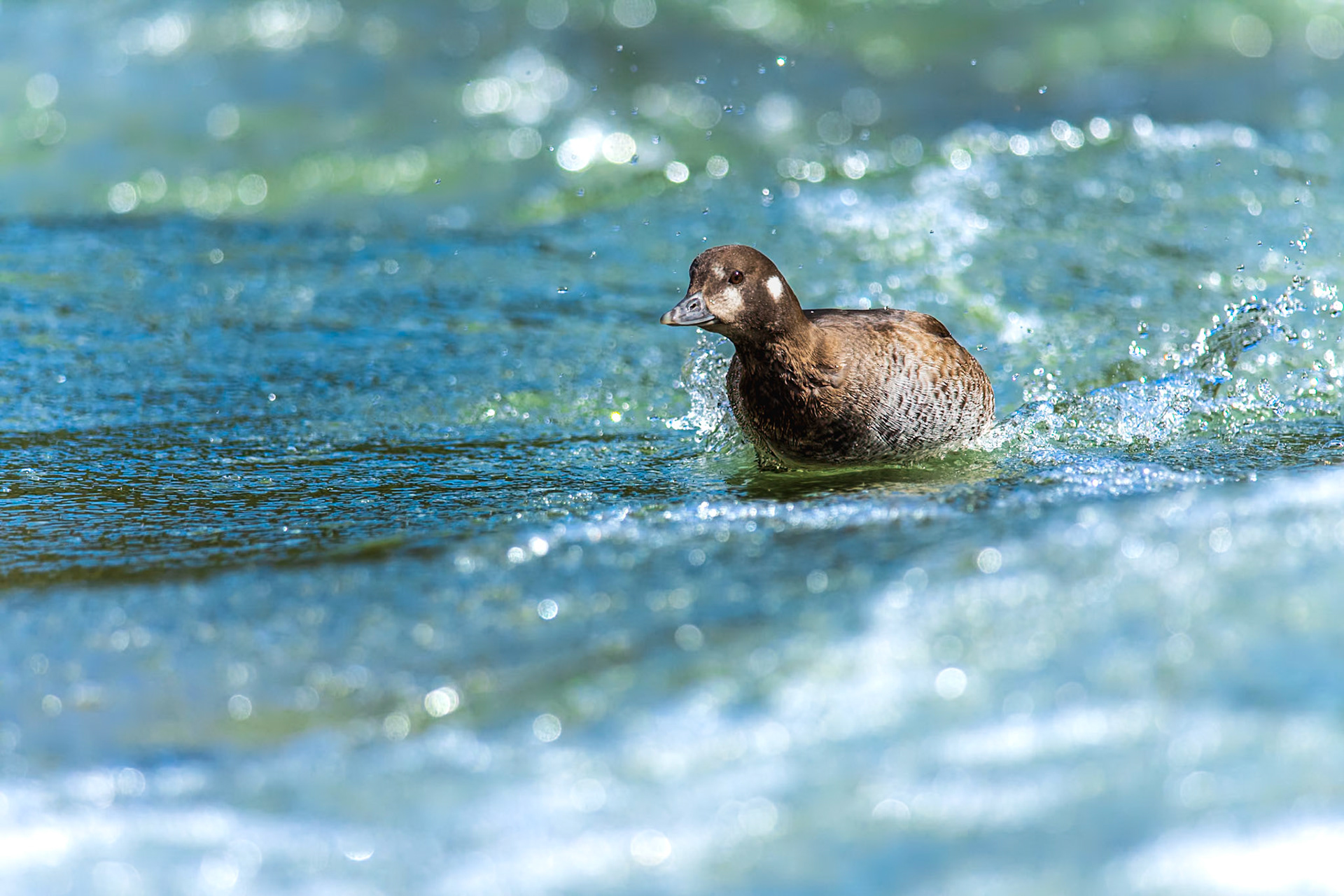 Harlequin Duck