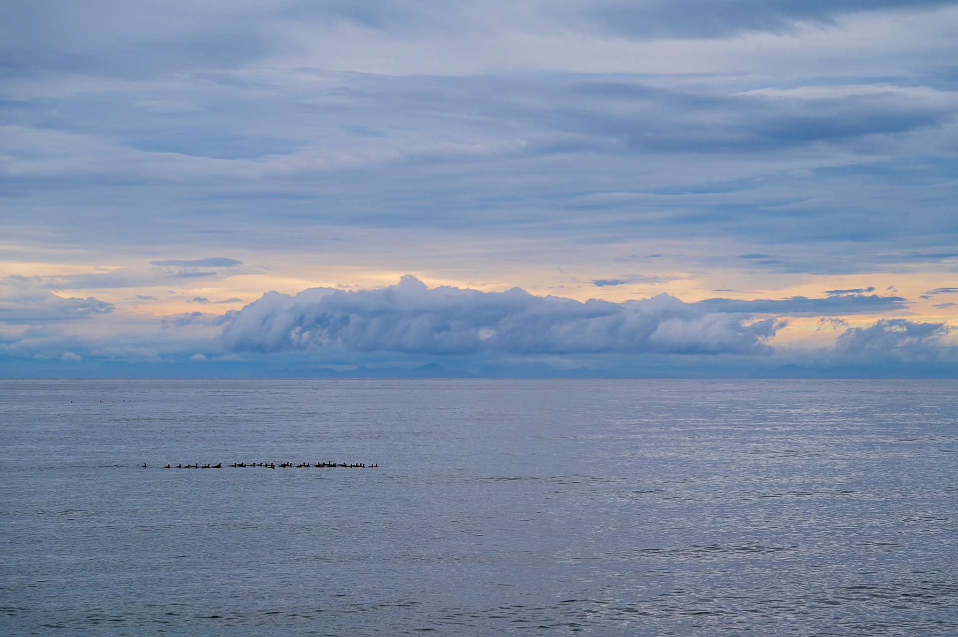 A group of surf scoters float along the coast of Katmai National Park and Preserve at sunset.