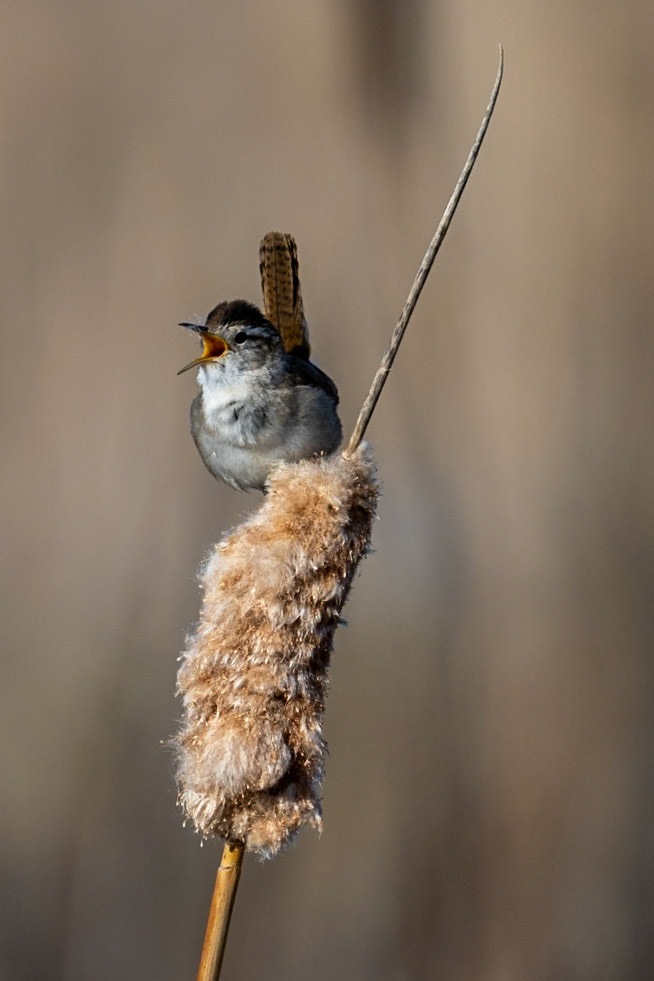 Marsh wren, Waterton Lakes National Park, Alberta.
