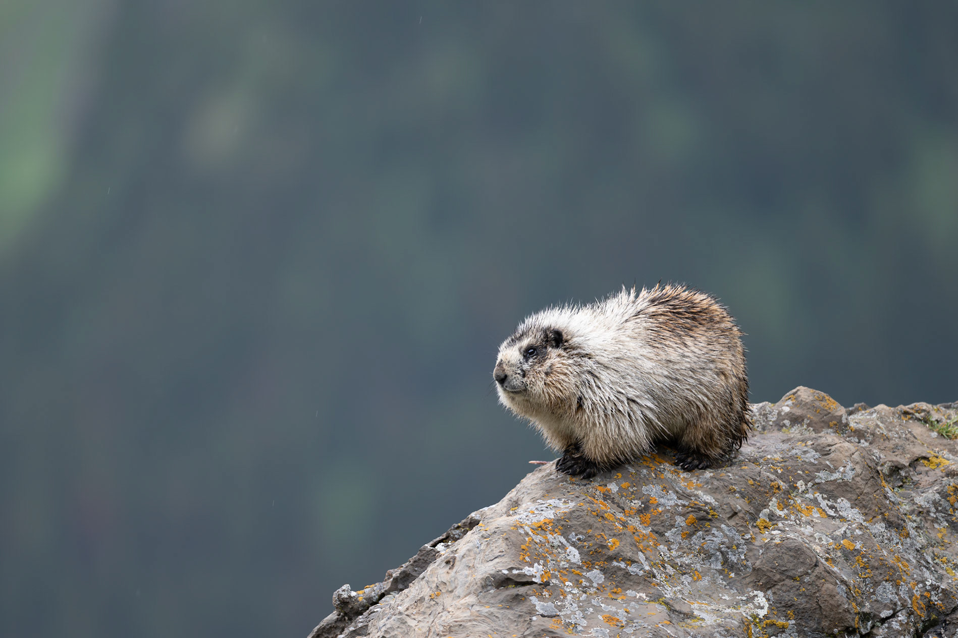 Hoary marot in Waterton National Park.