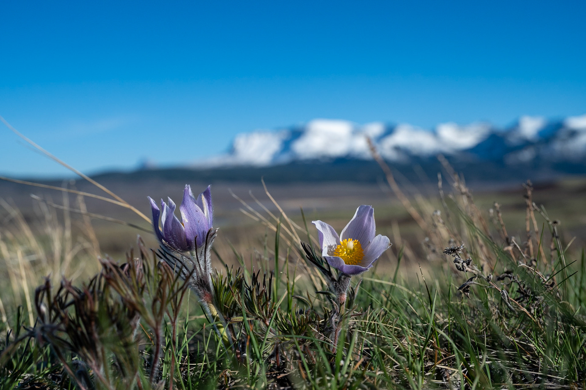 Prairie crocus blooms in Waterton Lakes National Park, Alberta.