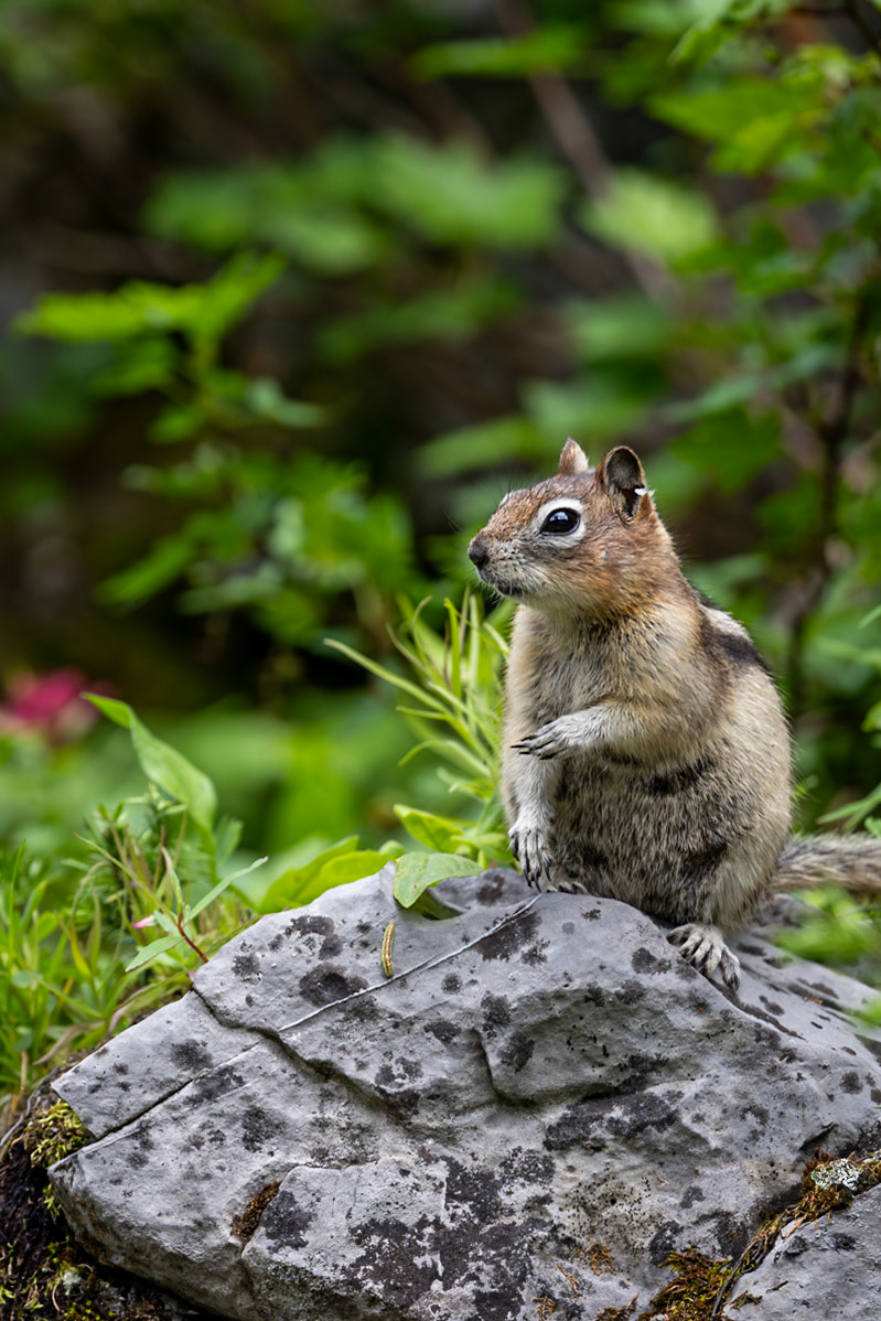Curious golden-mantled ground squirrel in Elk Lakes Provincial Park in southeast British Colubmia.