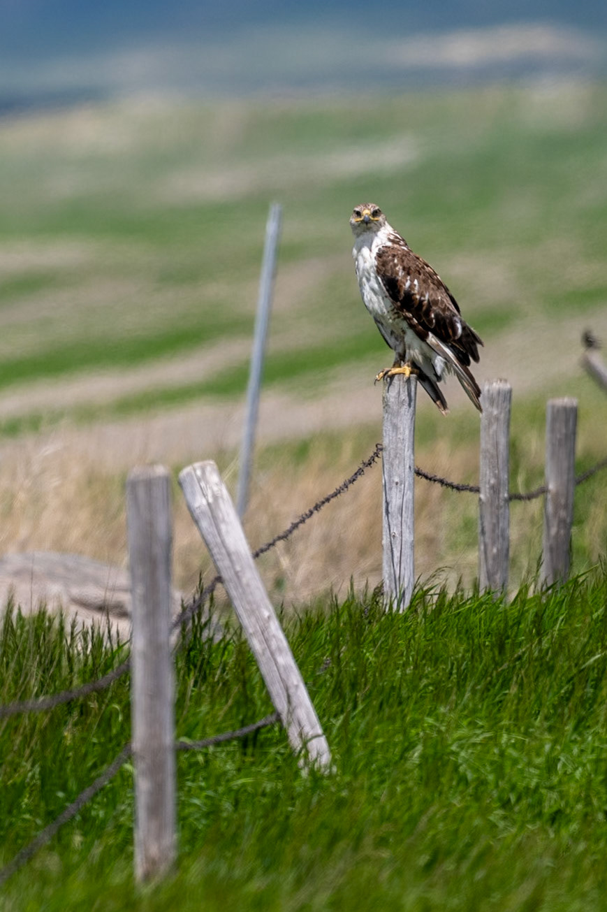 Ferruginous hawk, southern Saskatchewan.