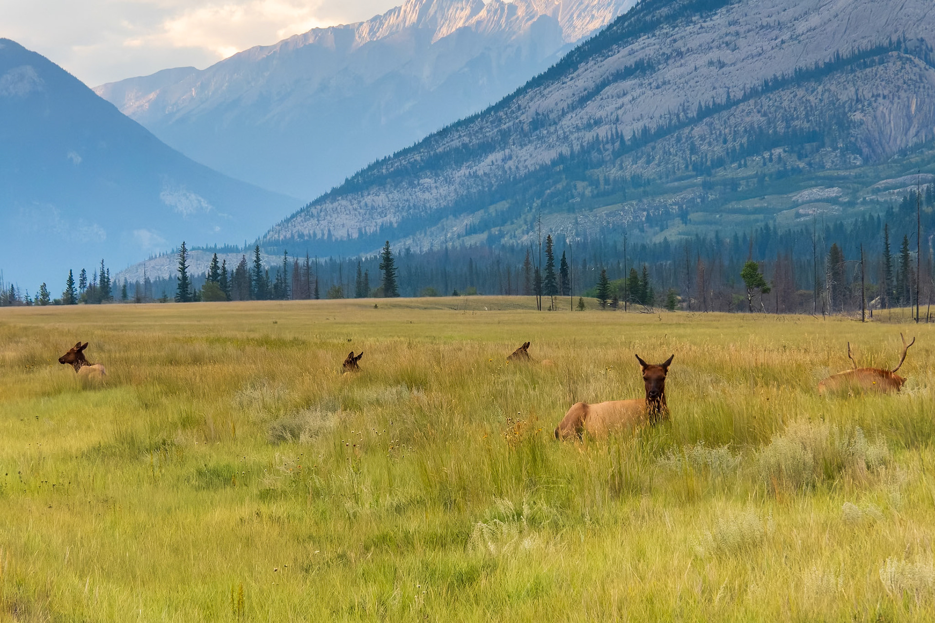 A herd of elk bedded amongst the mountain peaks.