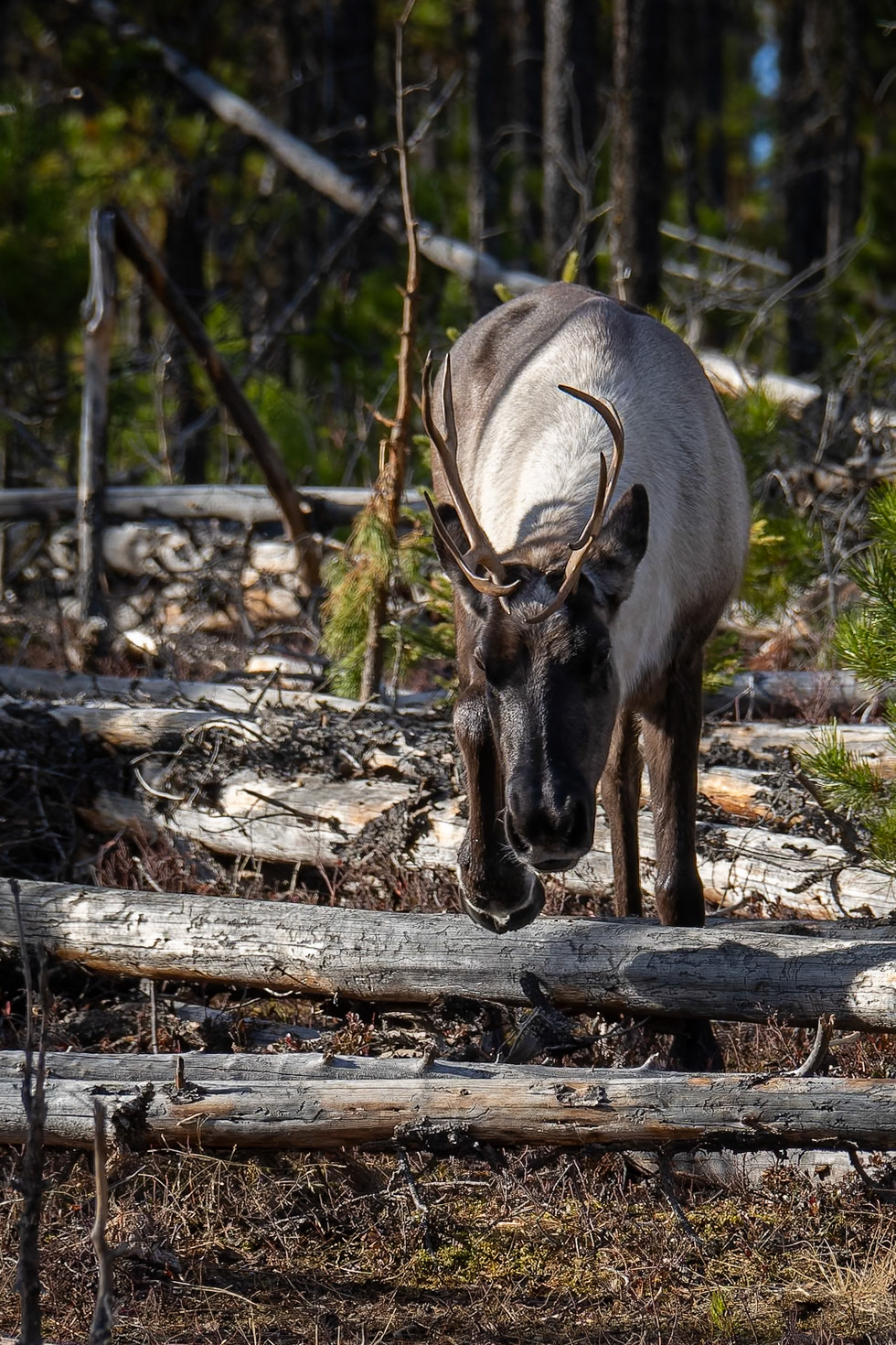 Woodland caribou walking over deadfall in northeastern British Columbia.