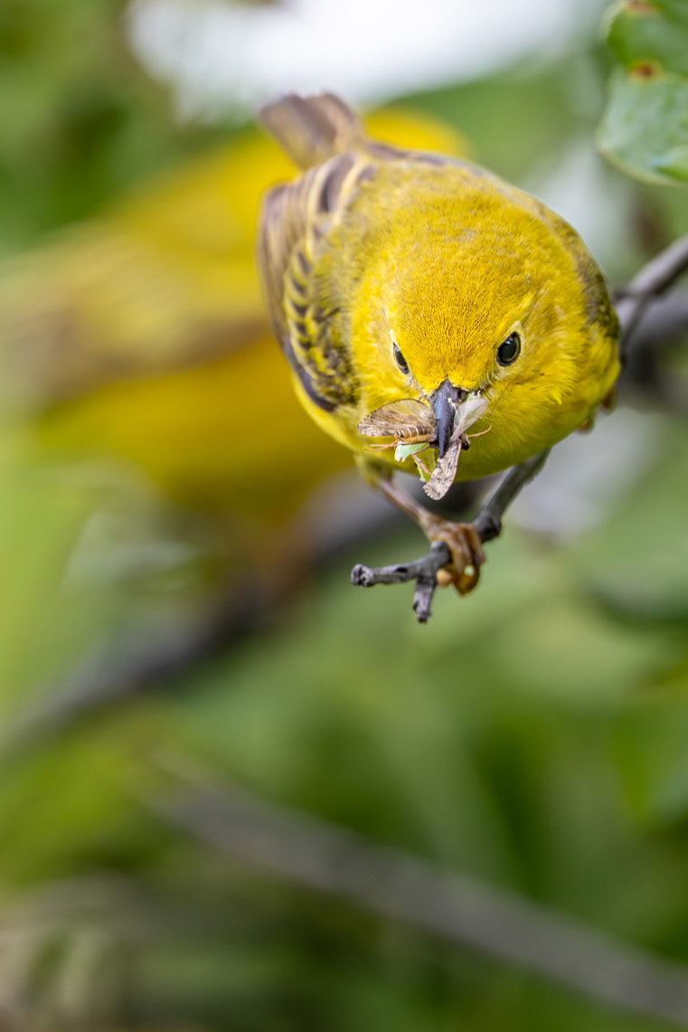 Yellow warbler in Dinosaur Provincial Park, Alberta.