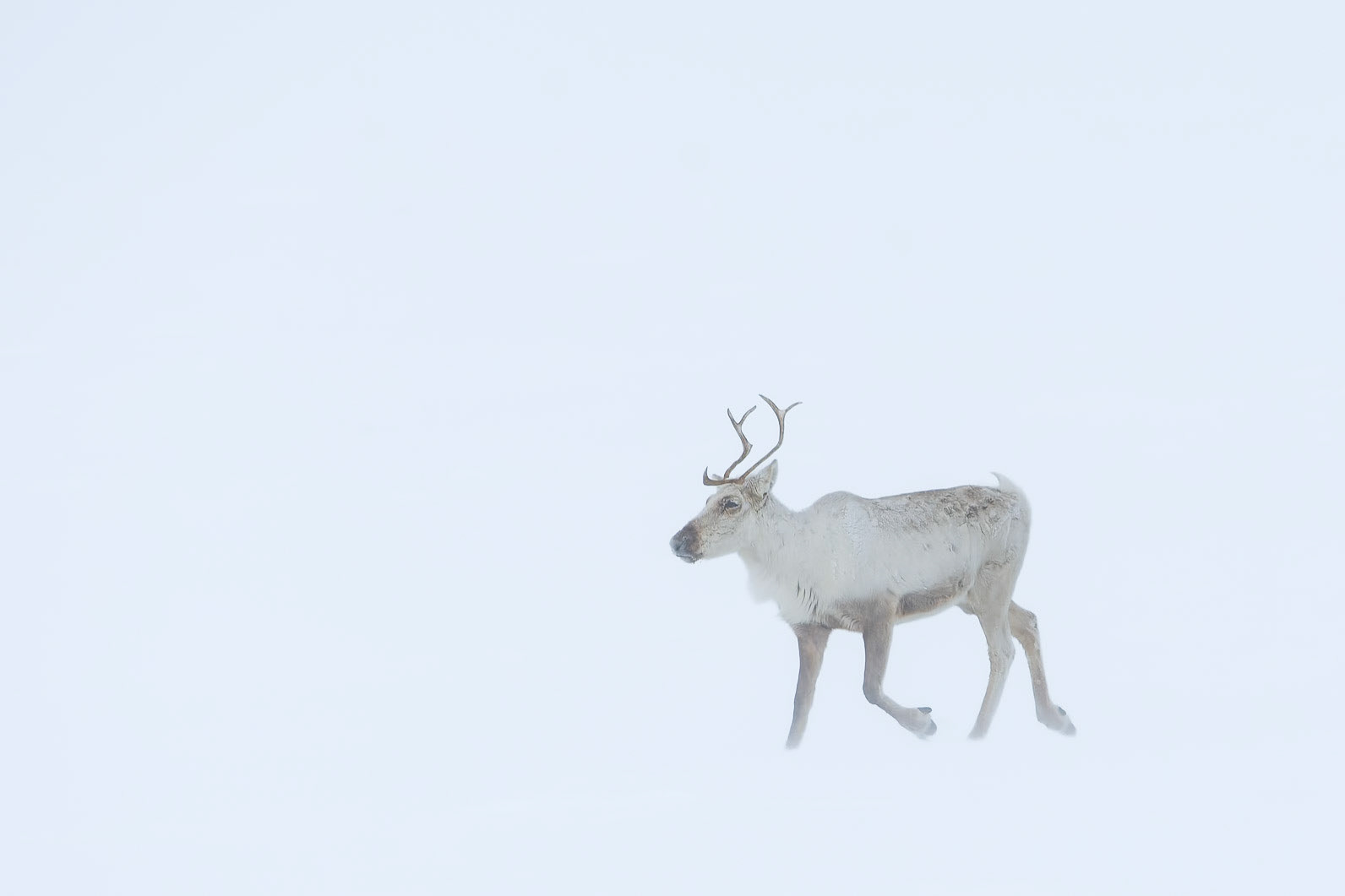 Barren-ground caribou moving through snowstorm in the Canadian arctic.