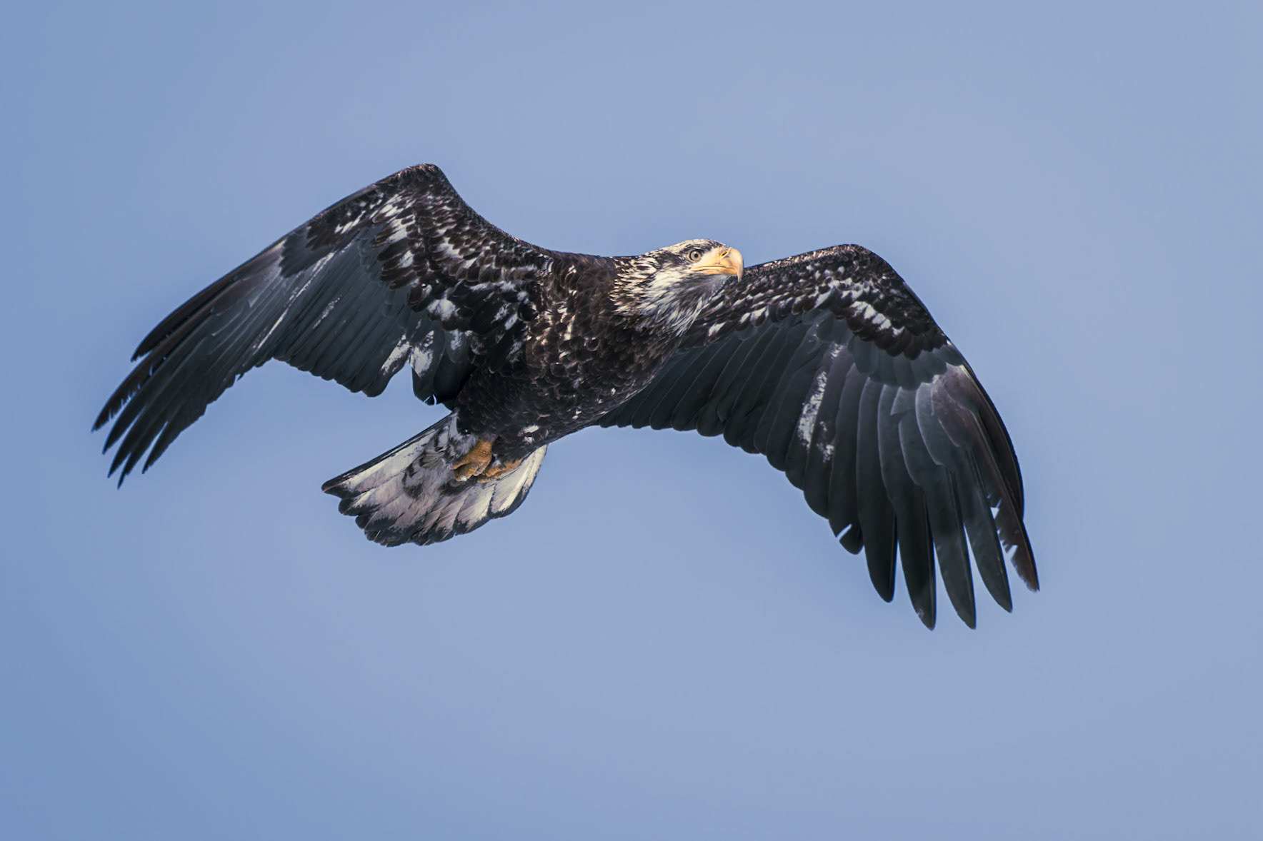 Bald eagle flies overhead on a cool spring morning.