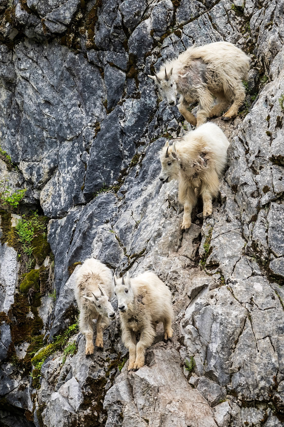 A group of mountain goats gathered on a cliff edge.
