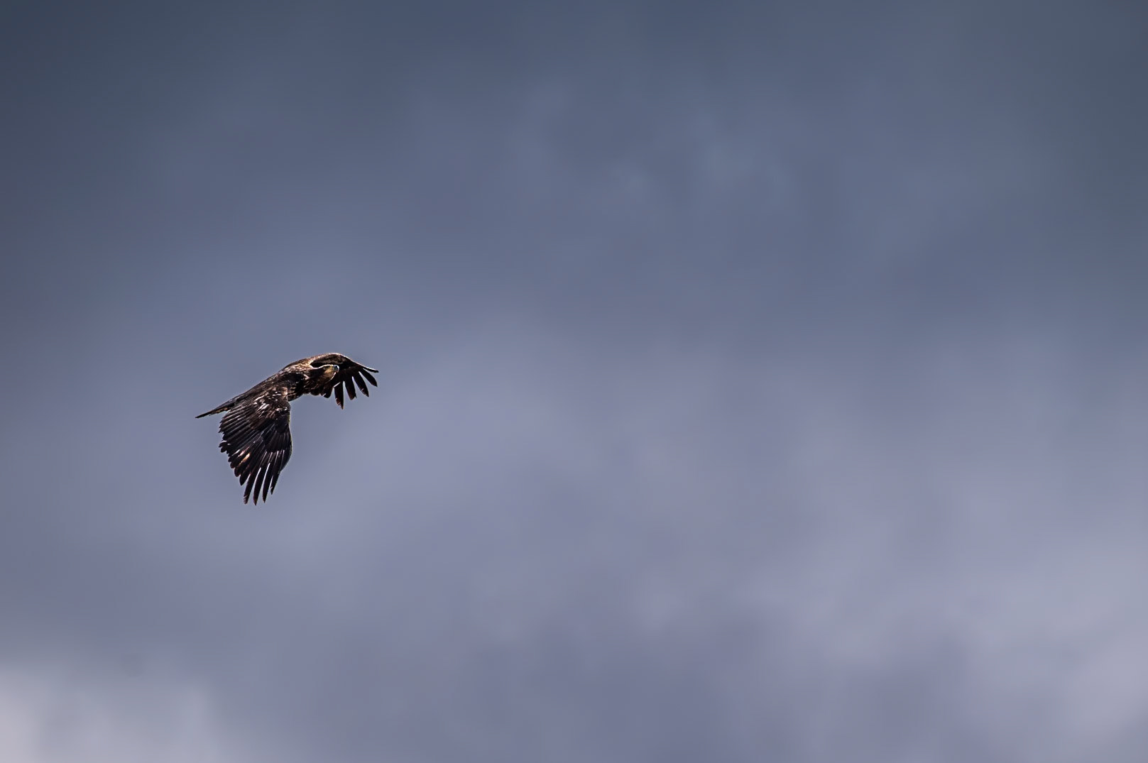 Juvenile bald eagle soaring.