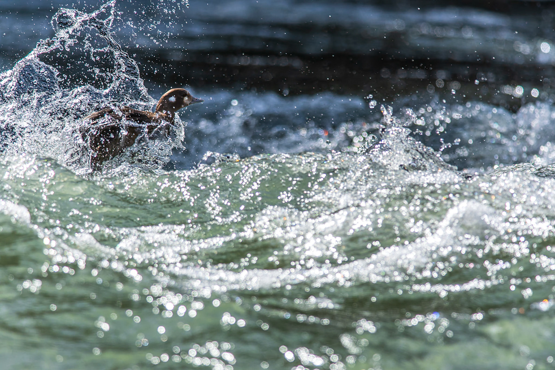 Harlequin duck powering upstream of a river in the Canadian Rockies.
