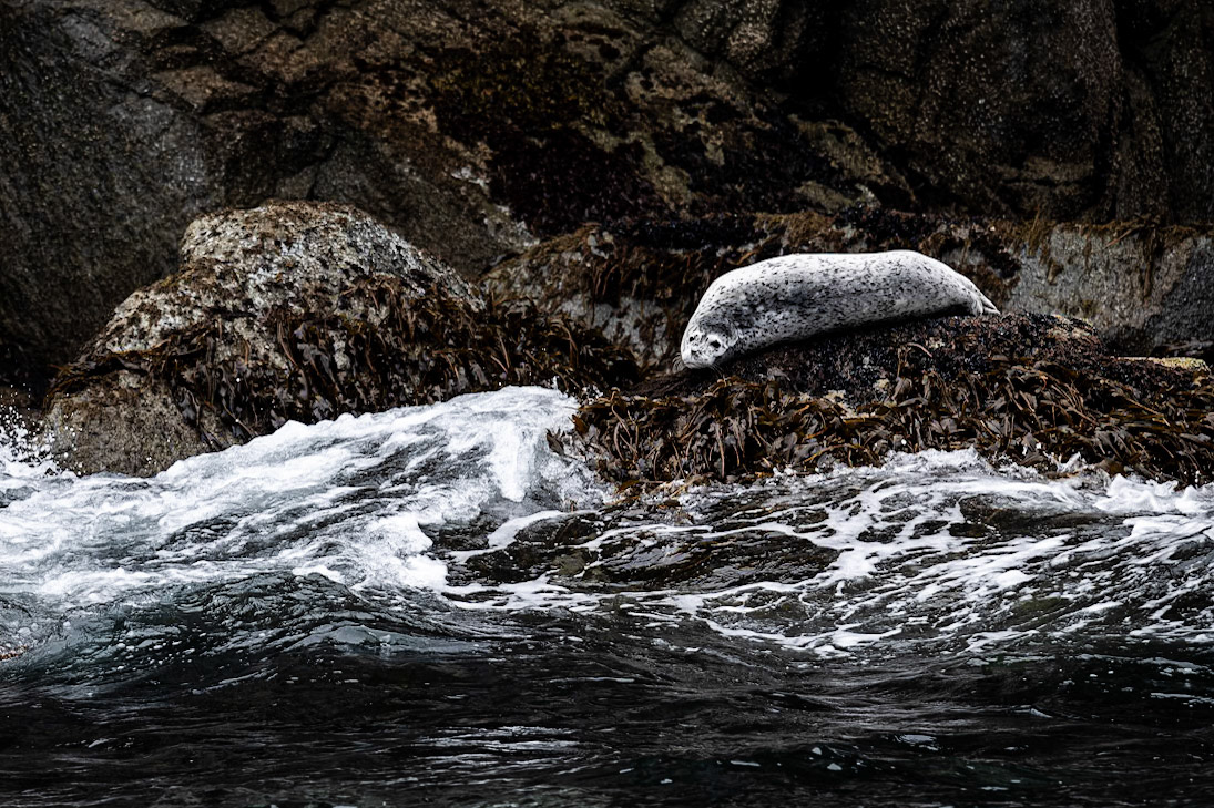 A harbour seal rests along the coast of Alaska's Resurrection Bay.