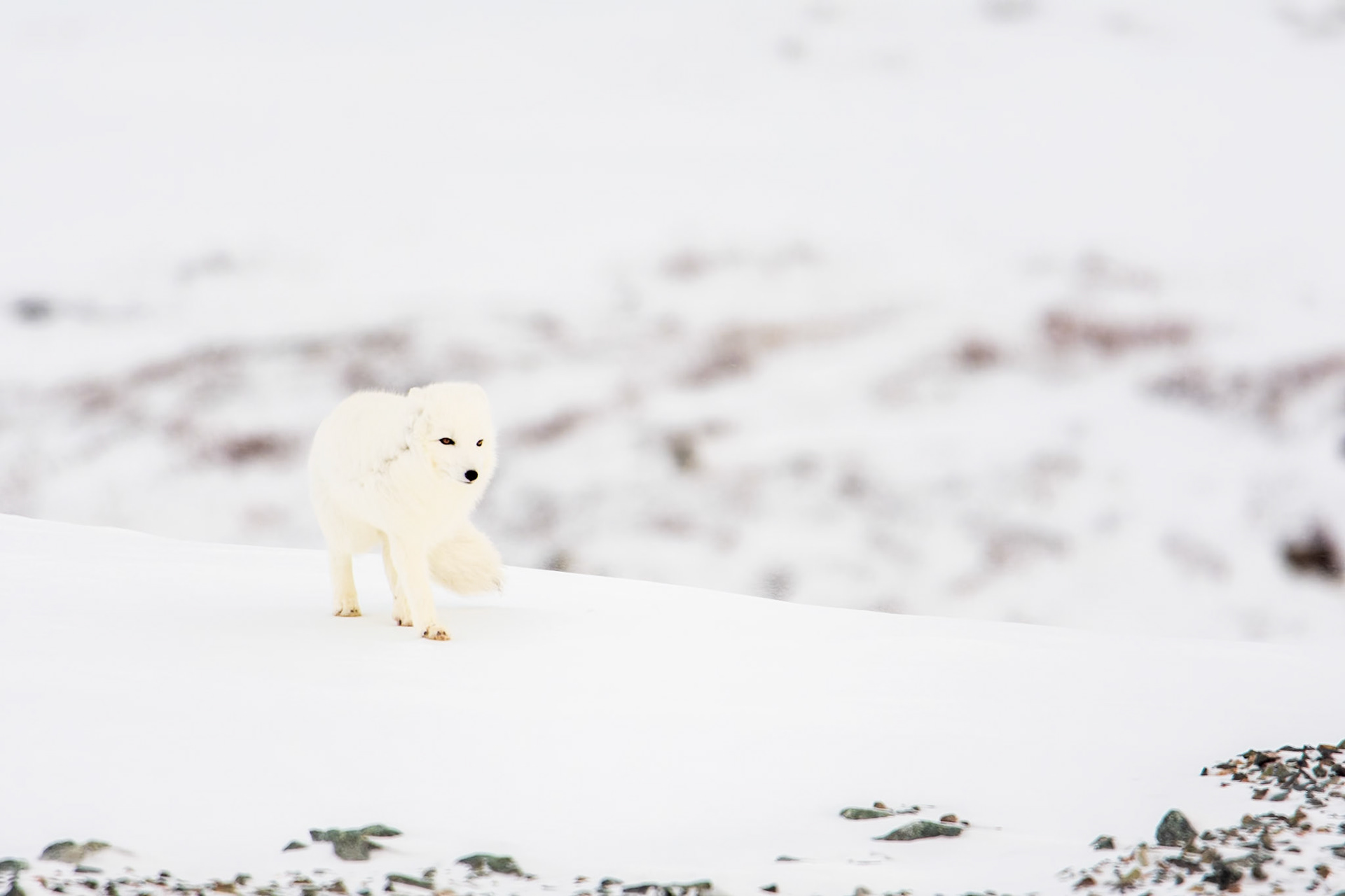 Arctic fox walks along a windswept ridge in Canada's arctic.