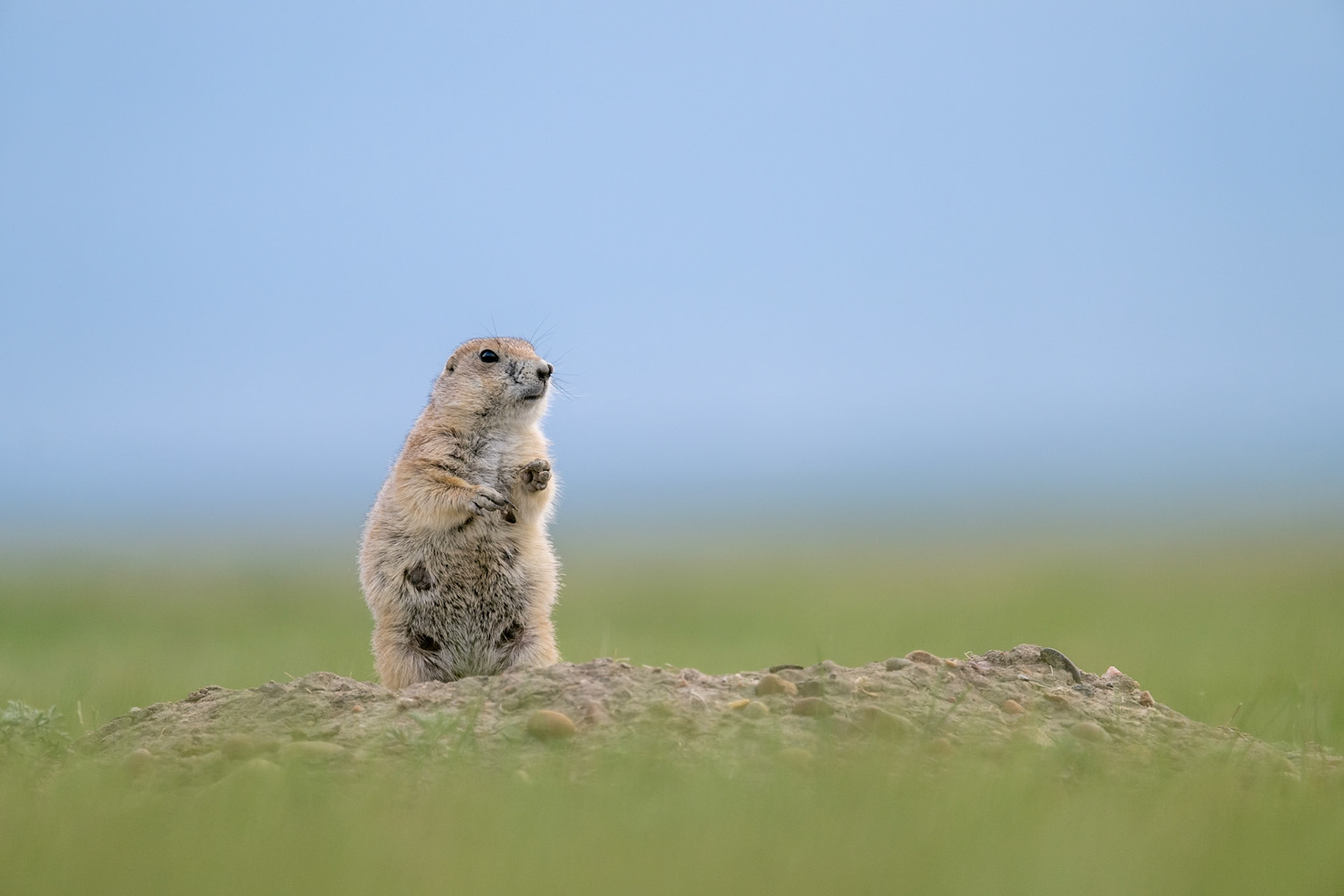 Black-tailed prairie dog, Grasslands National Park - West Block, Saskatchewan.