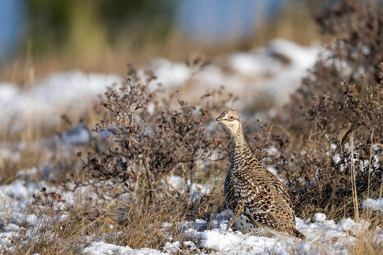 Sharp-tailed grouse in Cypress Hills Provincial Park, Saskatchewan.