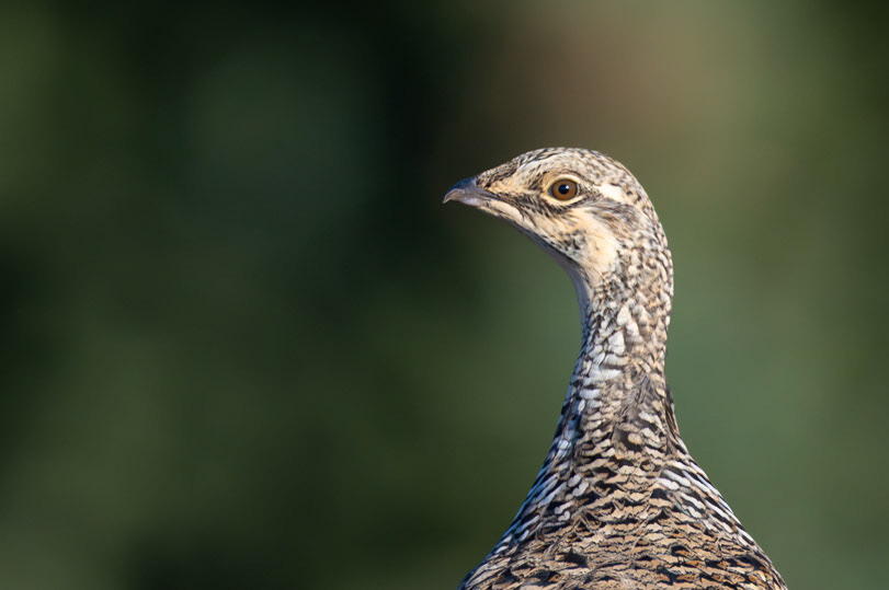 Sharp-tailed grouse in Cypress Hills Provincial Park, Saskatchewan.