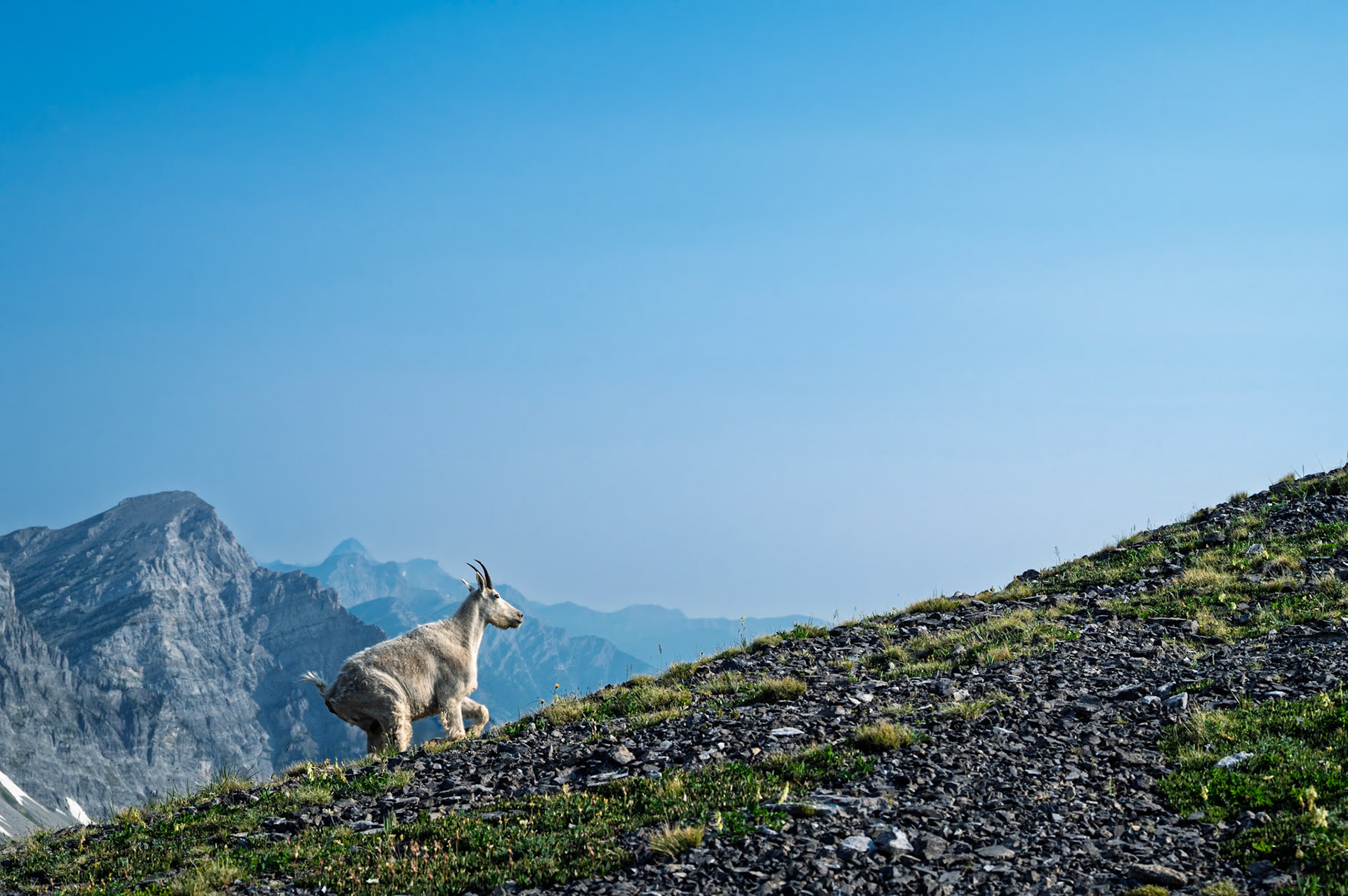 Mountain goat climbing along a mountain ridge in the Canadian Rockies.