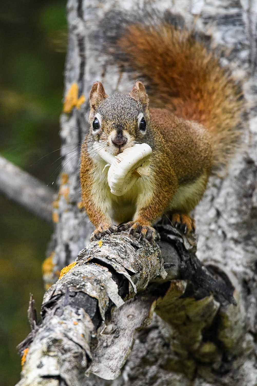 A red squirrel carrying a foraged mushroom along a low tree branch.