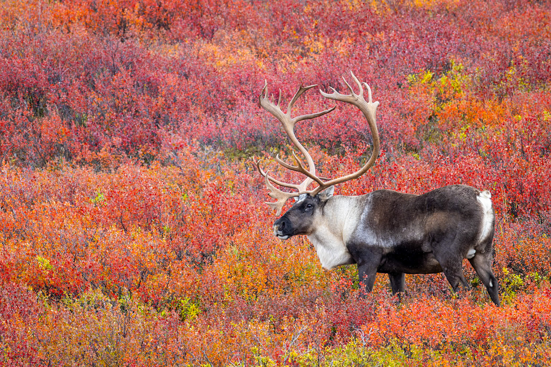 A bull barren-ground caribou wanders through the vibrant dwarf birch in Denali National Park and Preserve.