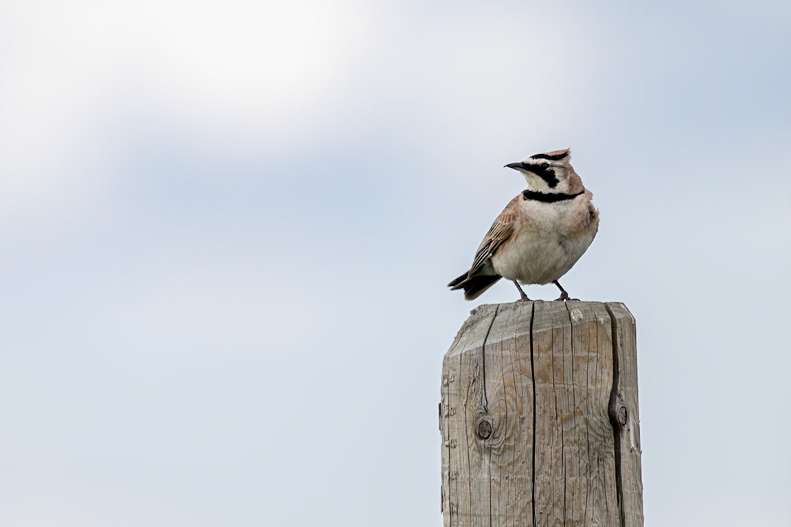 Horned lark on a roadside fence post in southern Alberta.