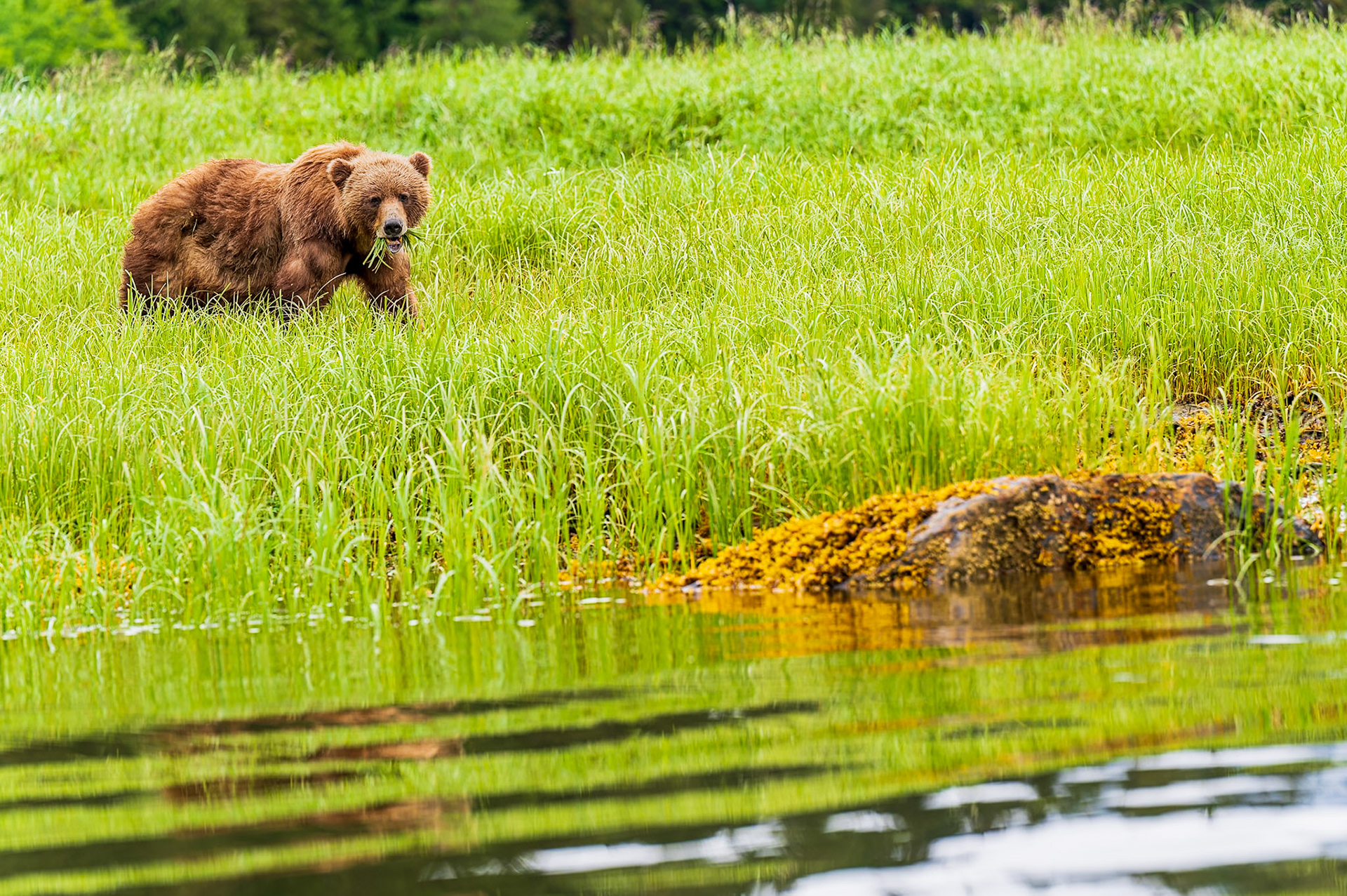 Grizzly bear eating sedge grass in the Khutzeymateen Grizzly Bear Sanctuary.