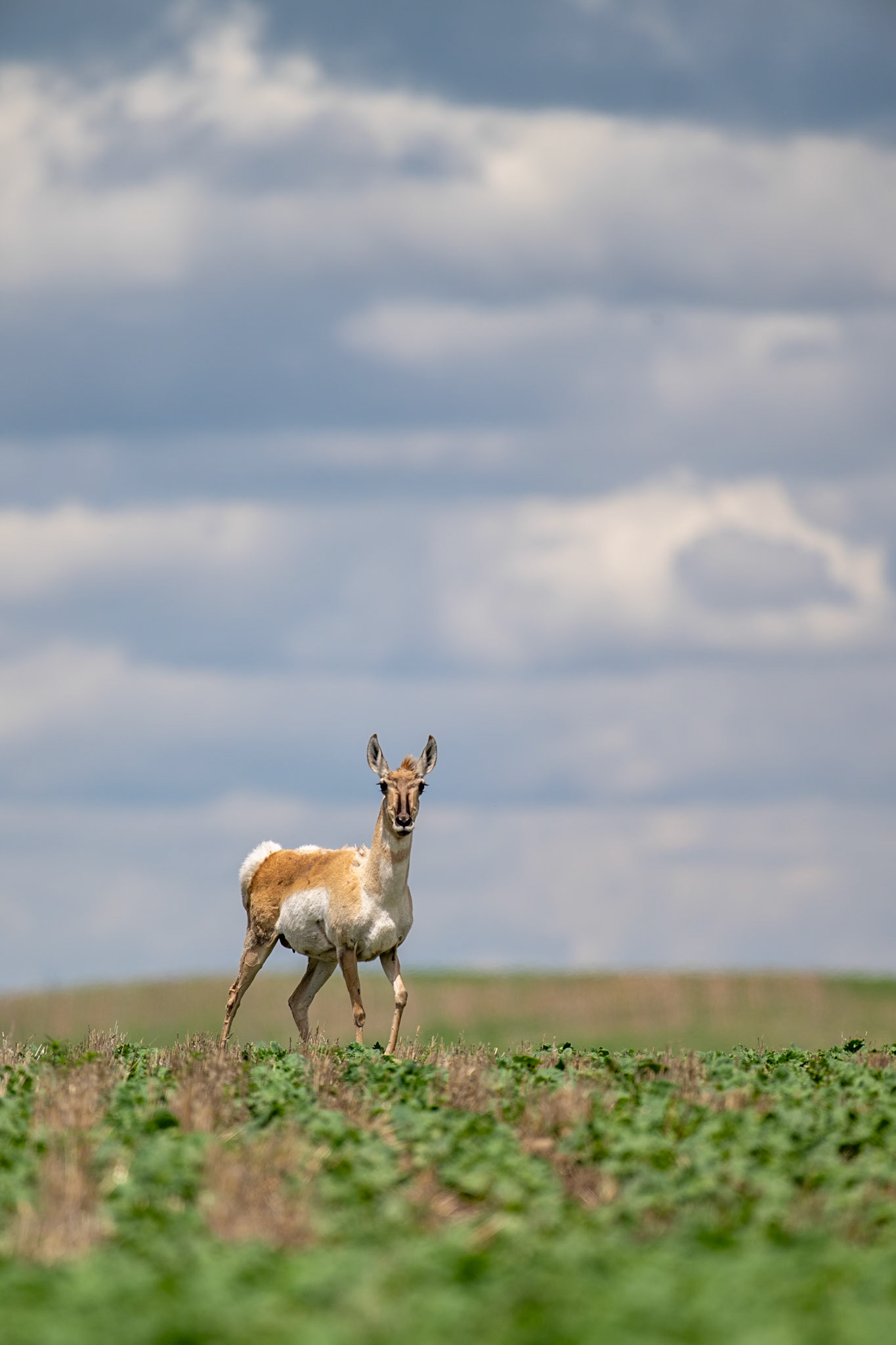 Pronghorn, southern Saskatchewan.