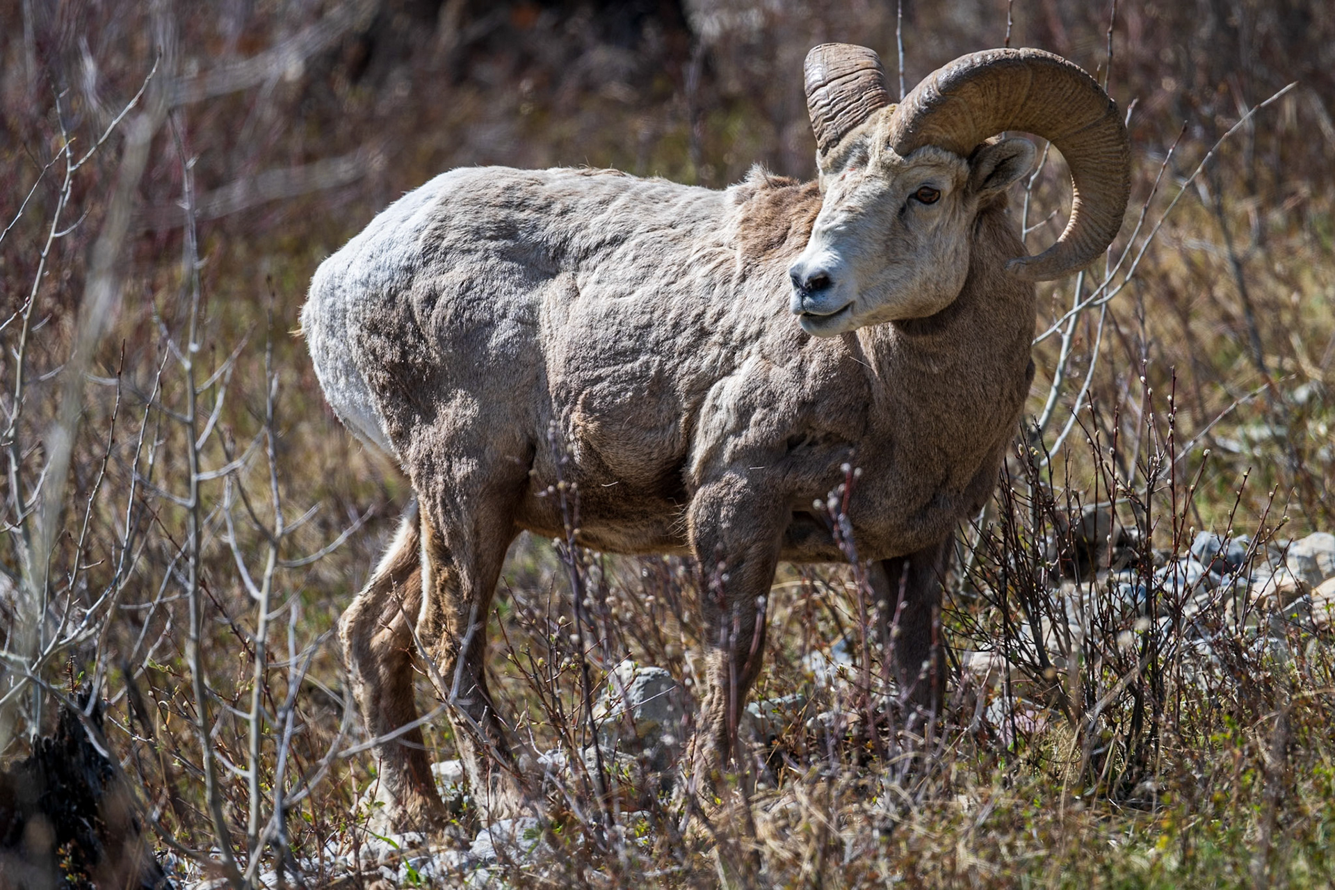 A bighorn sheep ram, Waterton Lakes National Park, Alberta.
