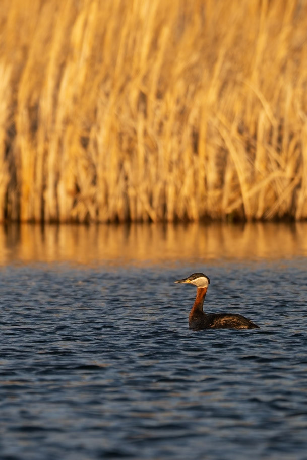 Red-necked grebe, Waterton Lakes National Park, Alberta.