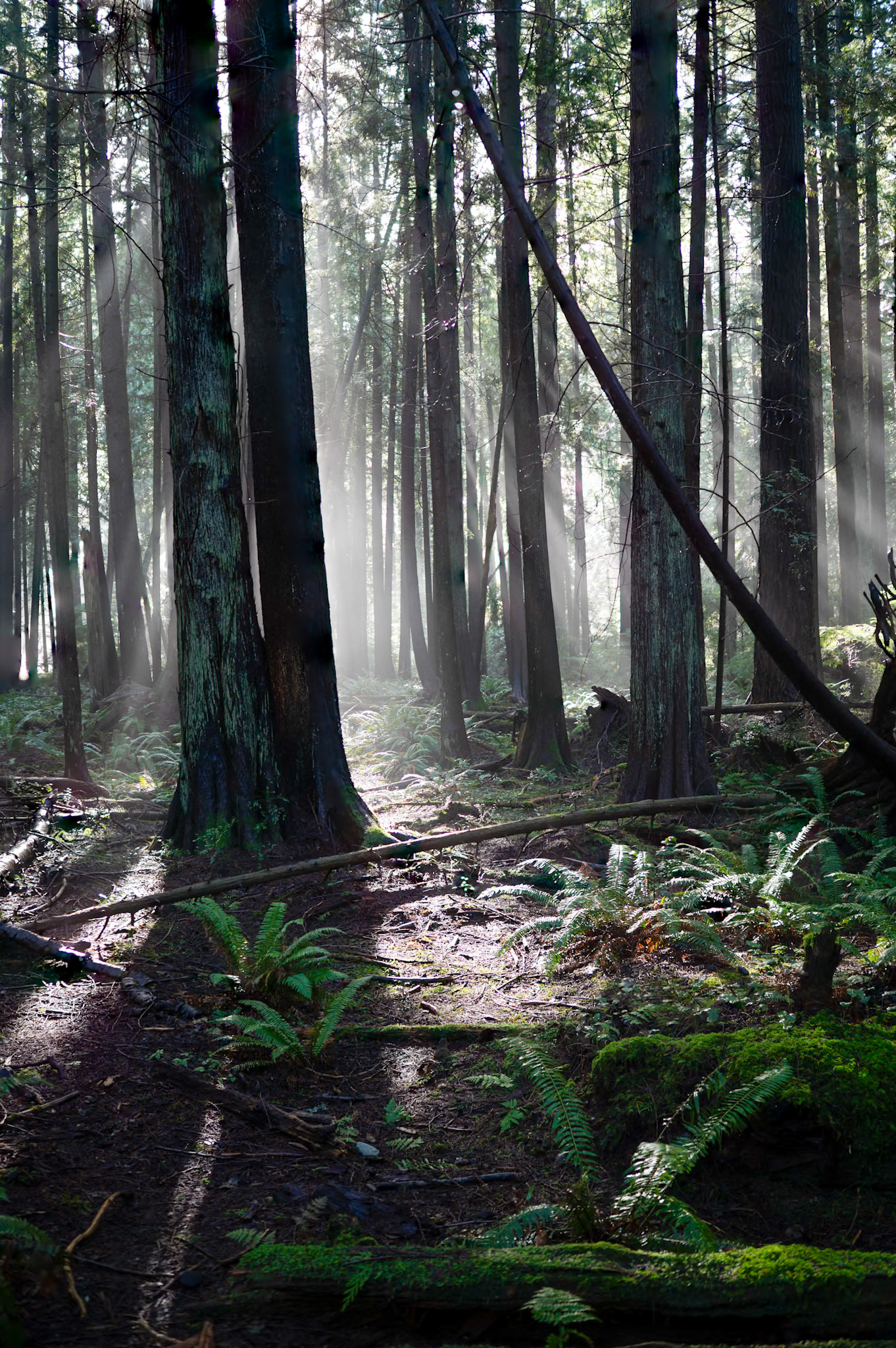 Early morning light in Pacific Spirit Regional Park, Vancouver, Canada.