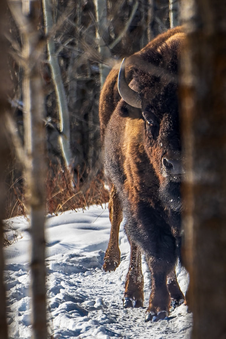 Plains bison keeping a watchful eye through forest cover.