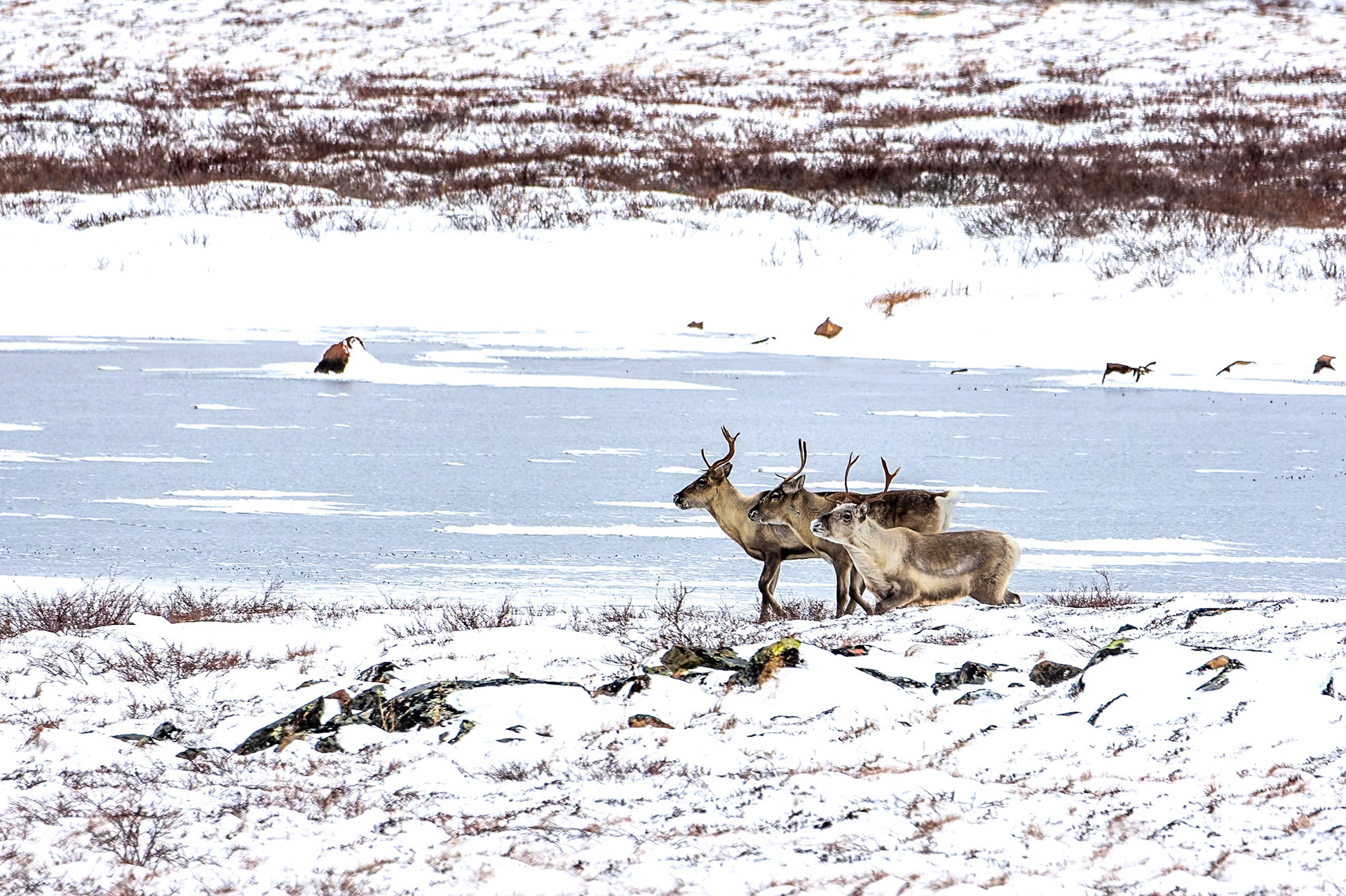 Group of barren-ground caribou sticking together during fall migration across the Canadian arctic.
