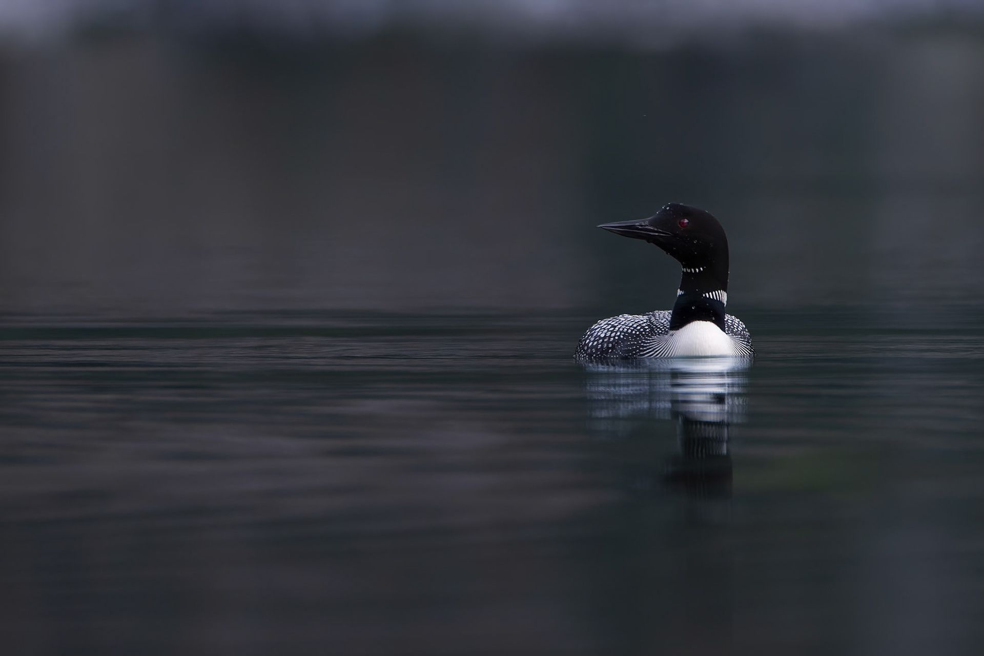 Common loon on a peaceful lake in the Canadian Rockies.