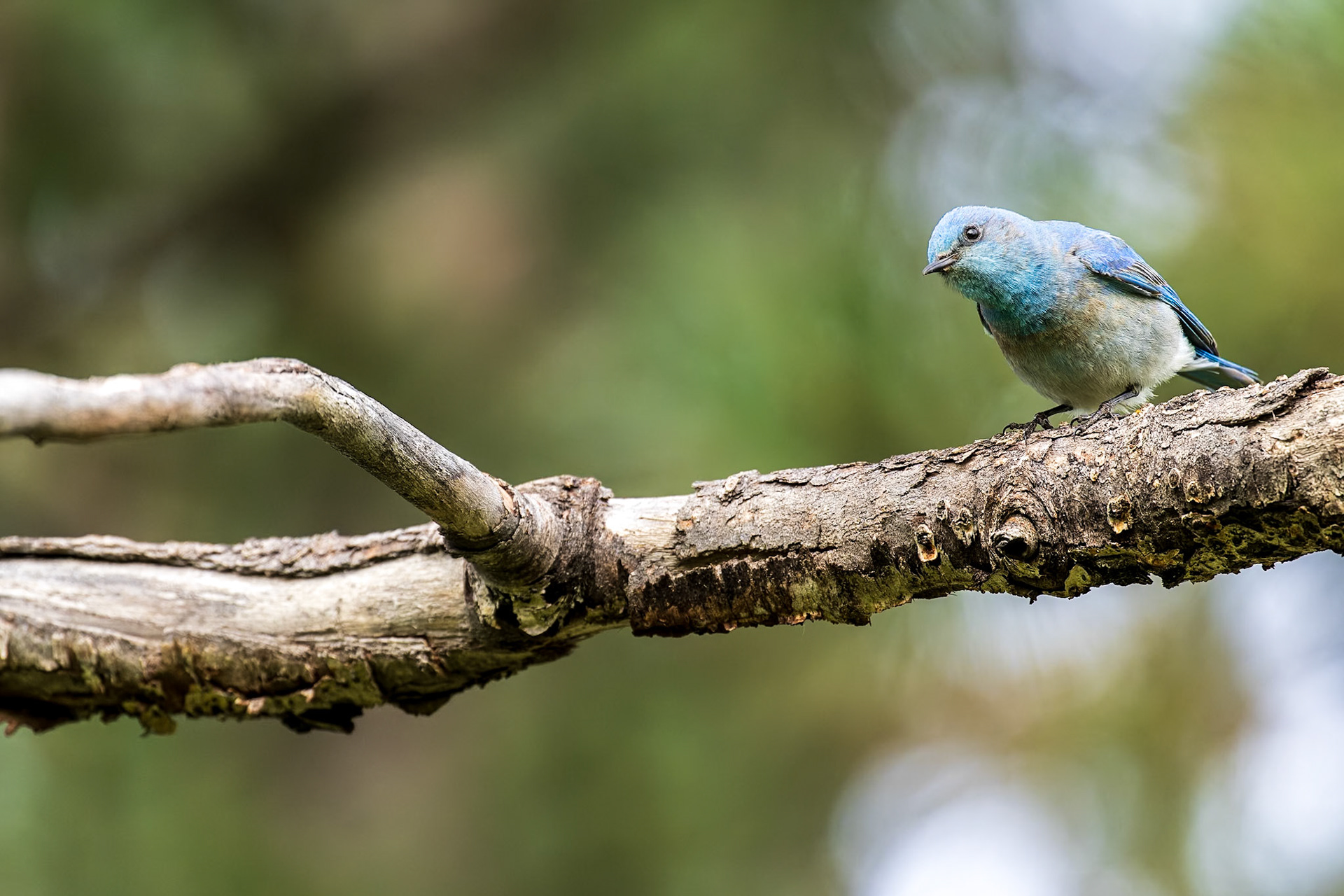 A curious mountain bluebird.