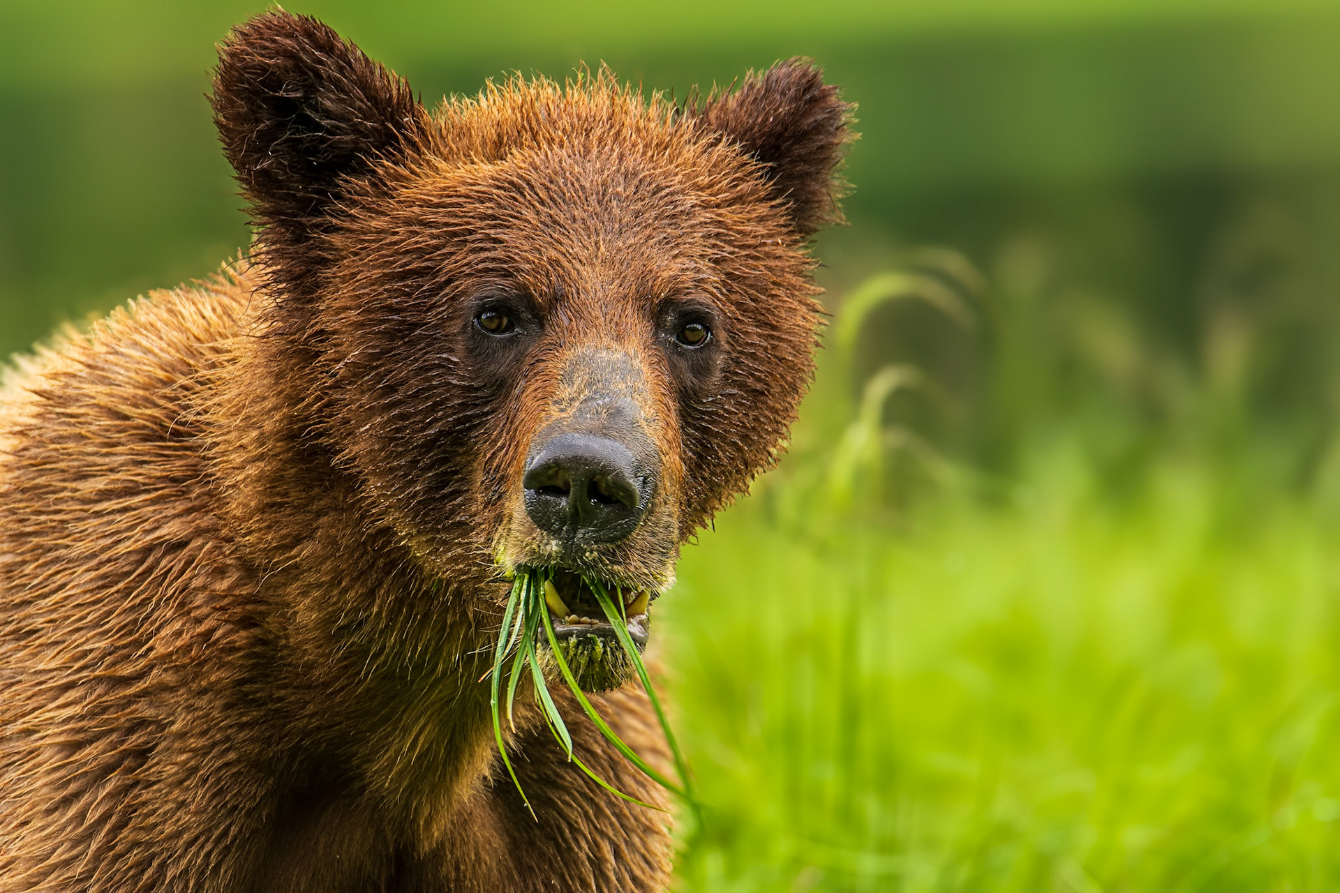 Grizzly bear pauses with a mouthful of sedge grass.