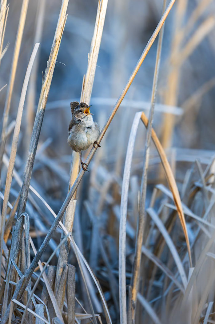 Marsh wren, Waterton Lakes National Park, Alberta.