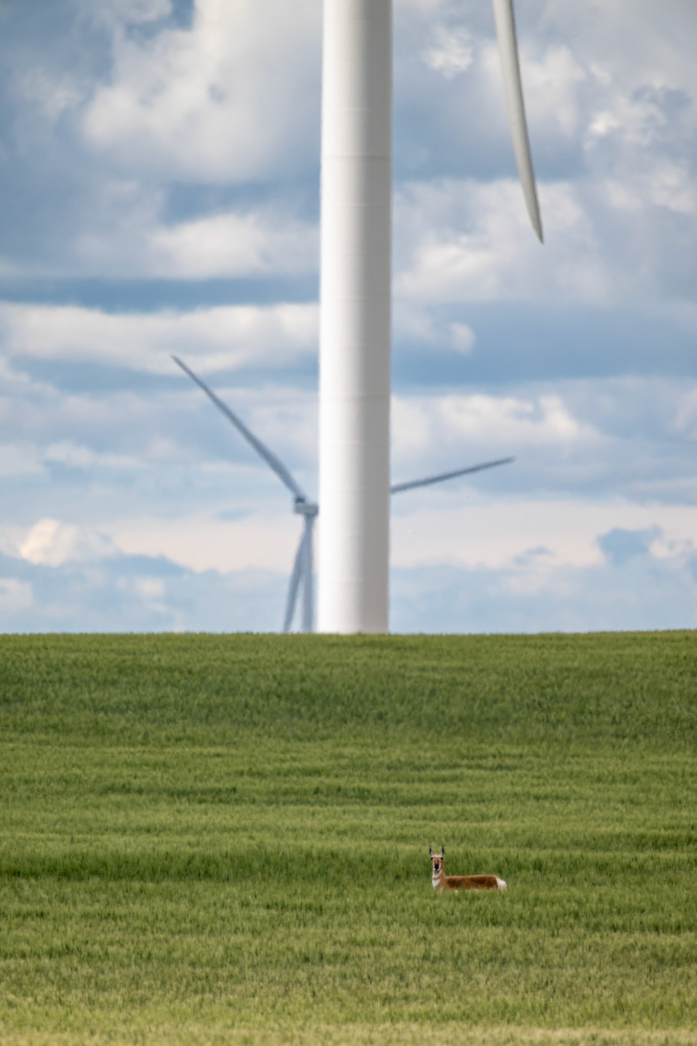 Pronghorn beneath a towering wind turbine in southern Alberta.