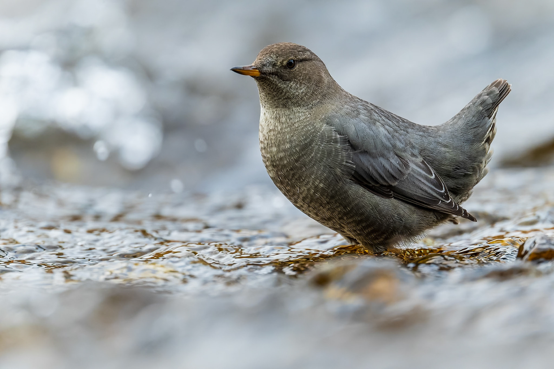 American dipper perched among the rapids of a river.