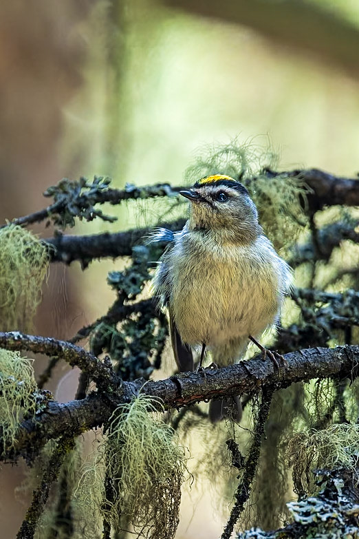 Golden-crowned kinglet pauses for a brief moment on its hunt for food.